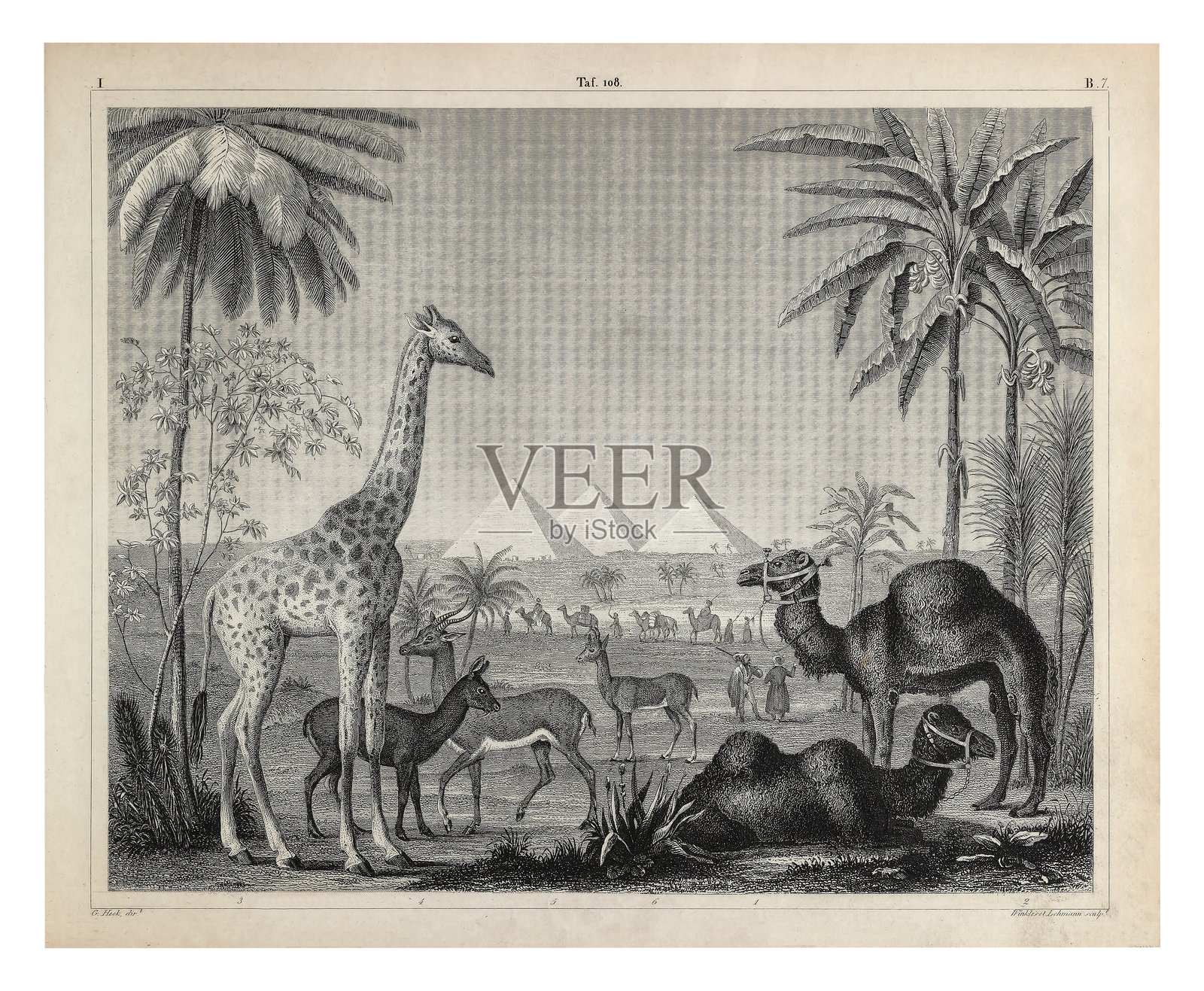 偶蹄目分类代表:驼型亚目和反刍亚目 1851年版古董插画雕刻插画图片素材