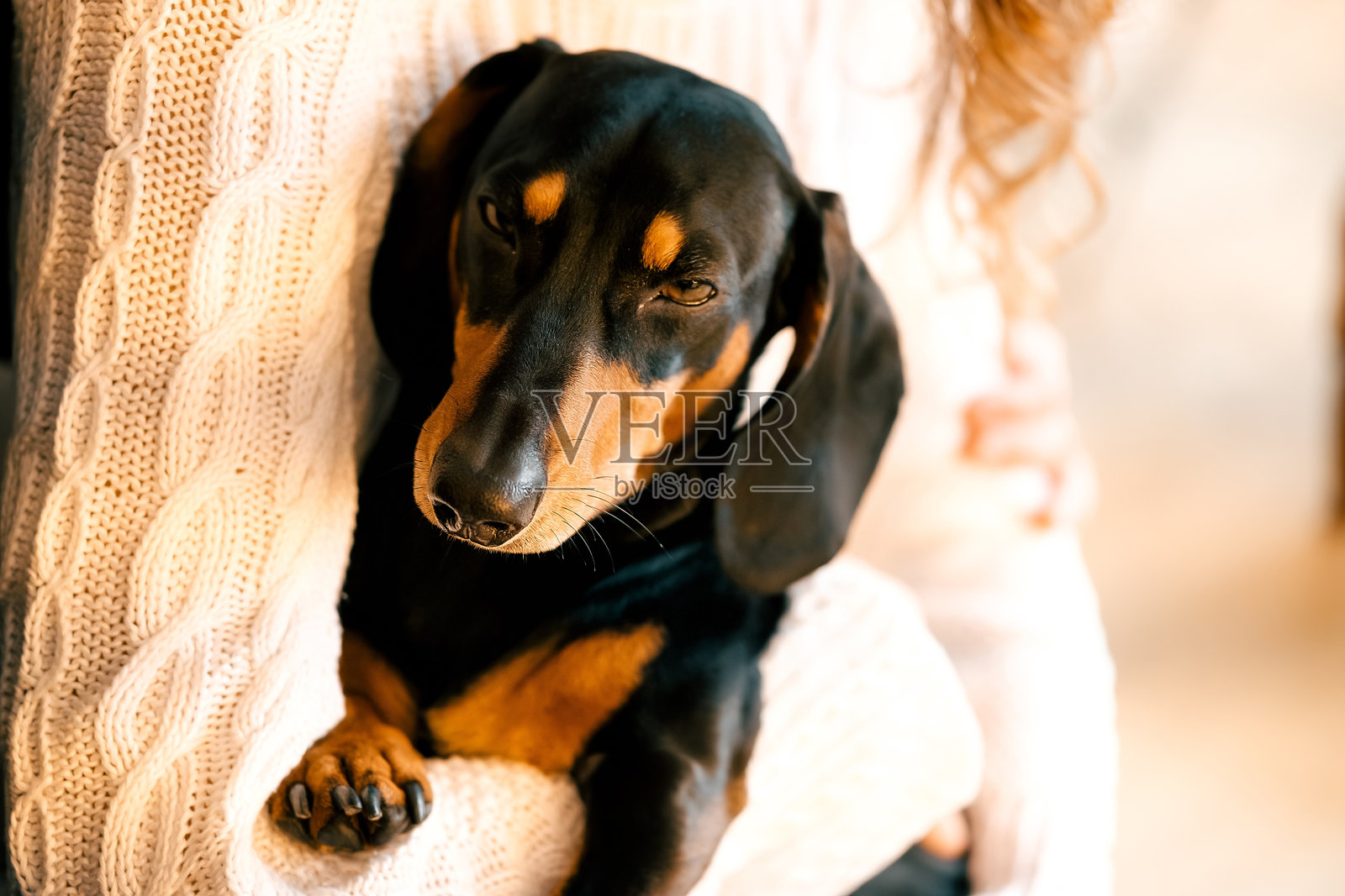 一位身穿白色毛衣、深色卷发的美丽女孩坐在扶手椅上,怀里抱着一只黑色的腊肠犬。背景是新年装饰和一扇白色的窗户,这是一幅肖像照。照片摄影图片