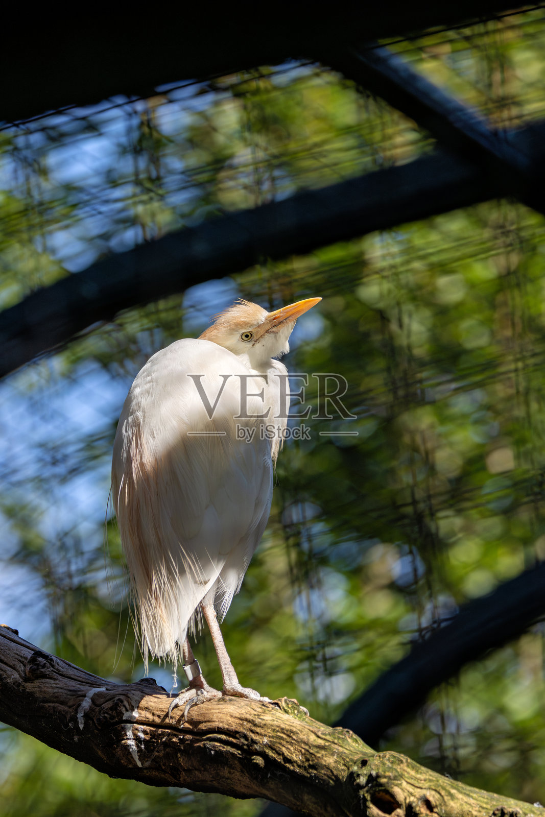 牧场里的牛背鹭(Bubulcus ibis)与全球的放牧牲畜照片摄影图片