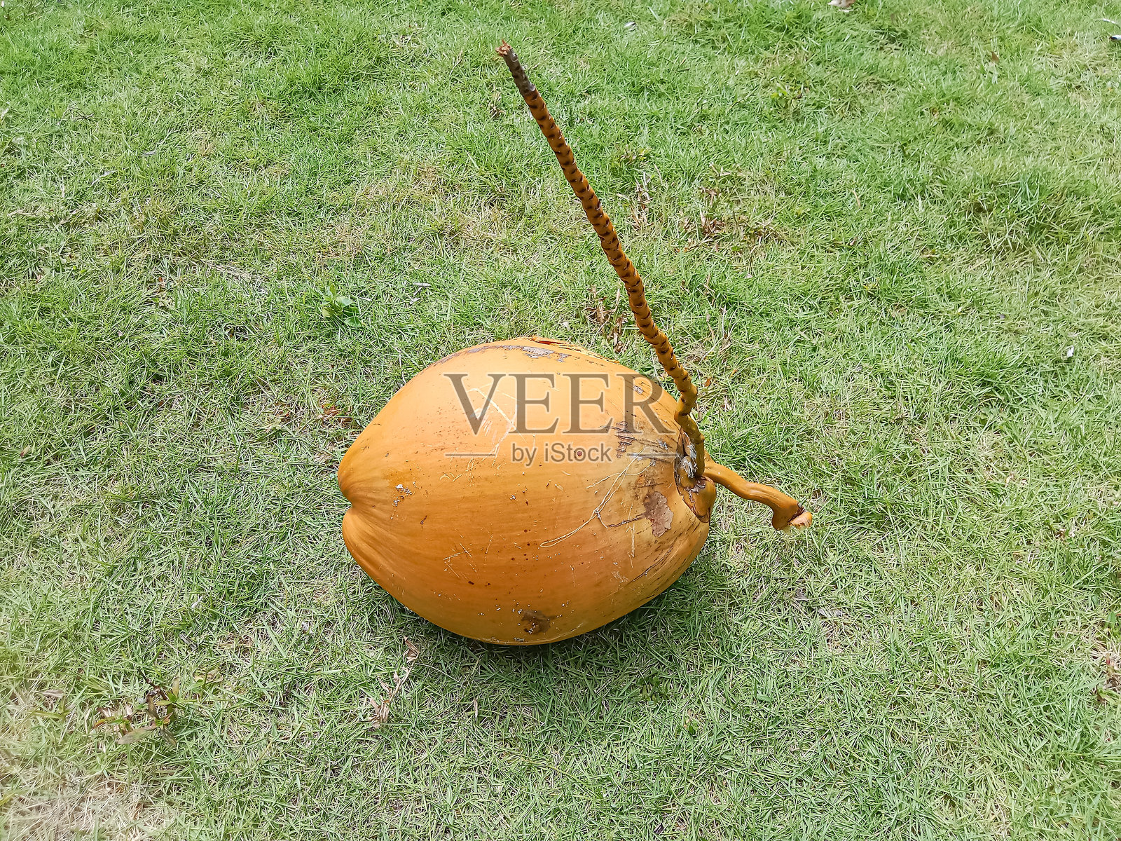 草地上的黄椰子。椰子果,椰子属。照片摄影图片