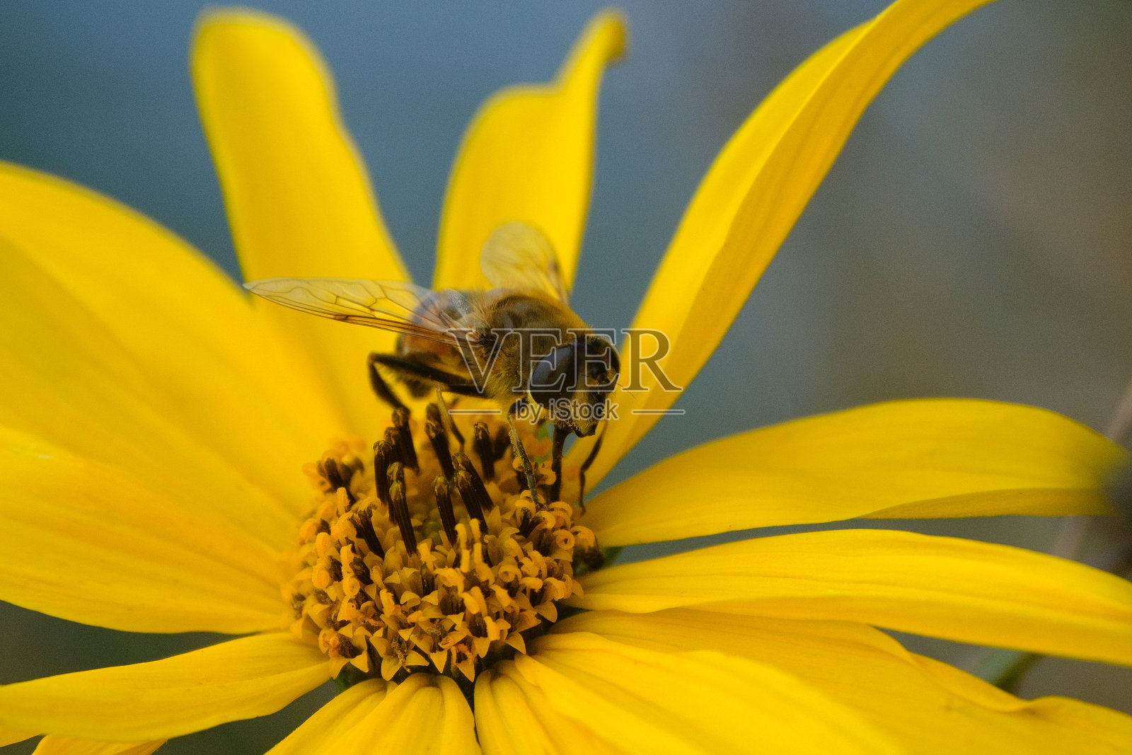 柔和的阳光下,一朵黄色的花朵充满画面,构图简洁照片摄影图片