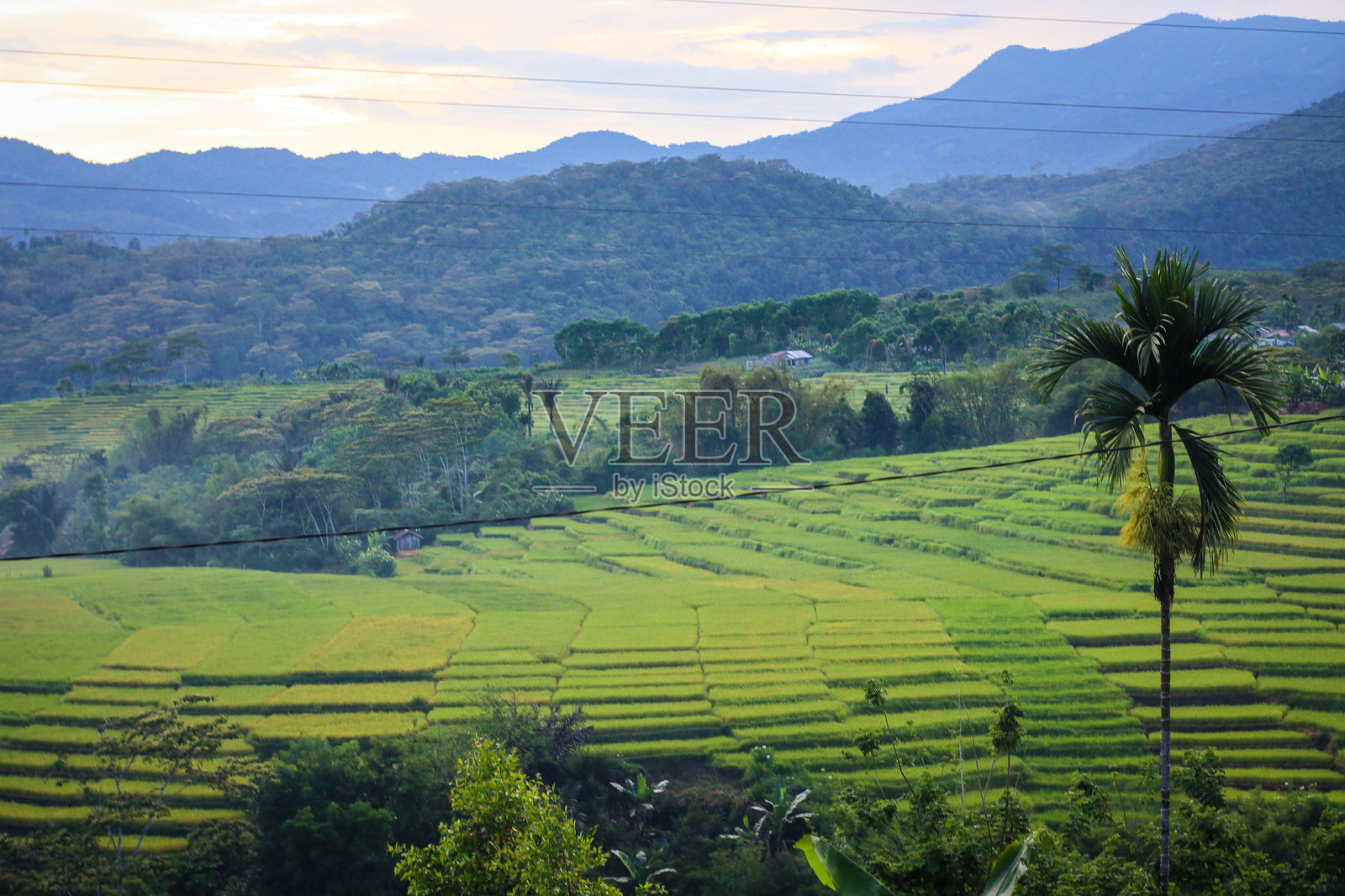 郁郁葱葱的稻田风光,远景是青翠的山峦和丘陵。照片摄影图片