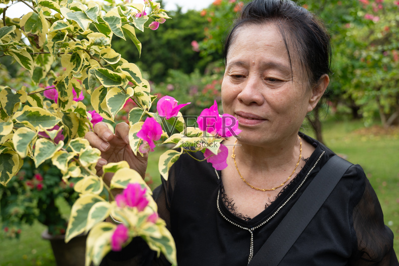 花园里,一位年长的亚洲女性在盛开的花丛中,肖像照照片摄影图片