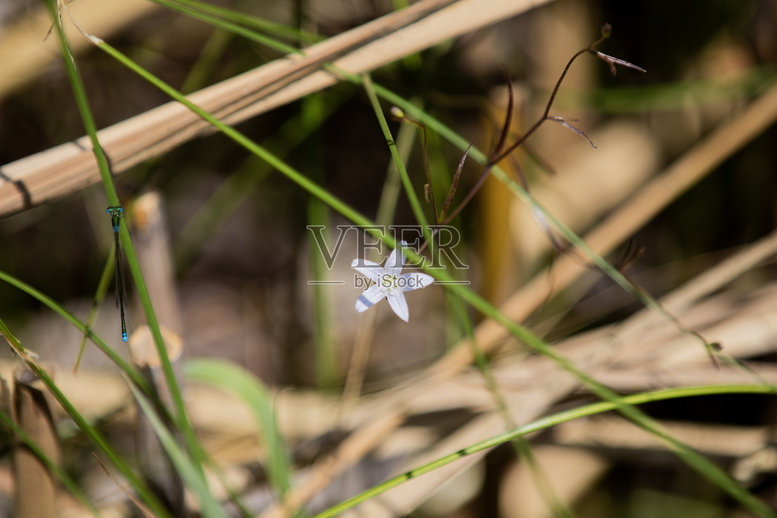 加拿大安大略省徒步小径旁,纤细美丽的圆叶风铃草(Campanula rotundifolia)。照片摄影图片