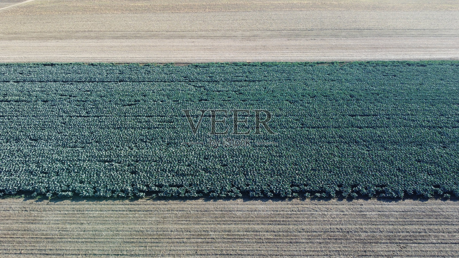 无人机视角下的苤蓝田照片摄影图片