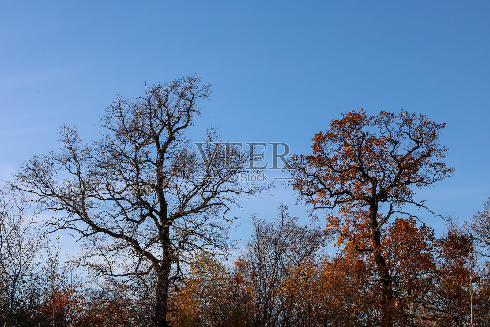 两棵古老的橡树的剪影占据了画面主导地位:其中一棵完全落光了叶子,而另一棵则部分保留着褐色的秋叶。照片摄影图片