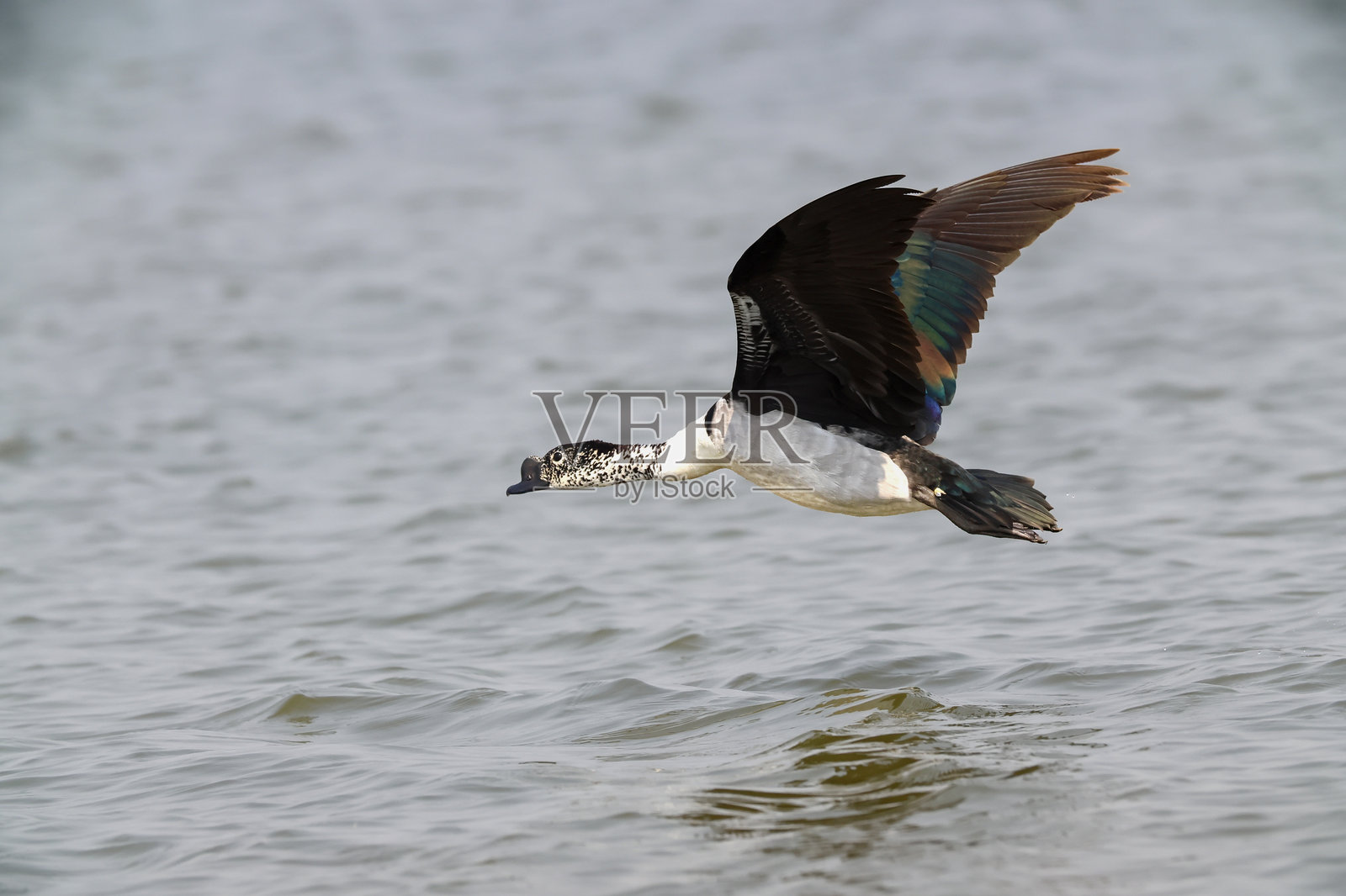 the Knob-billed Duck from the water surface takes off.照片摄影图片