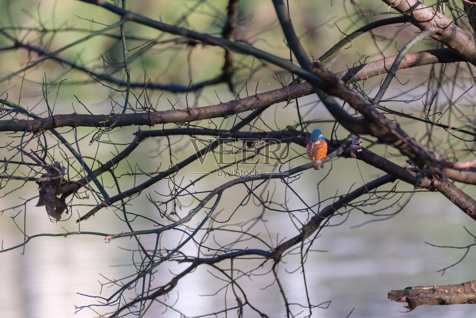 翠鸟栖息在河边树枝上照片摄影图片
