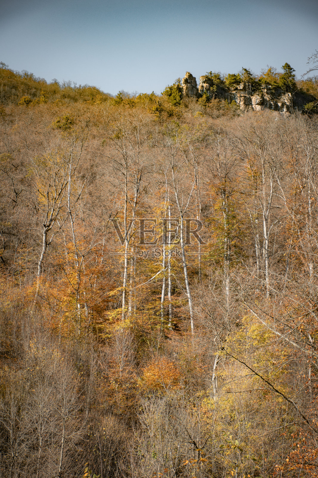 秋日里美丽的魔法森林照片摄影图片