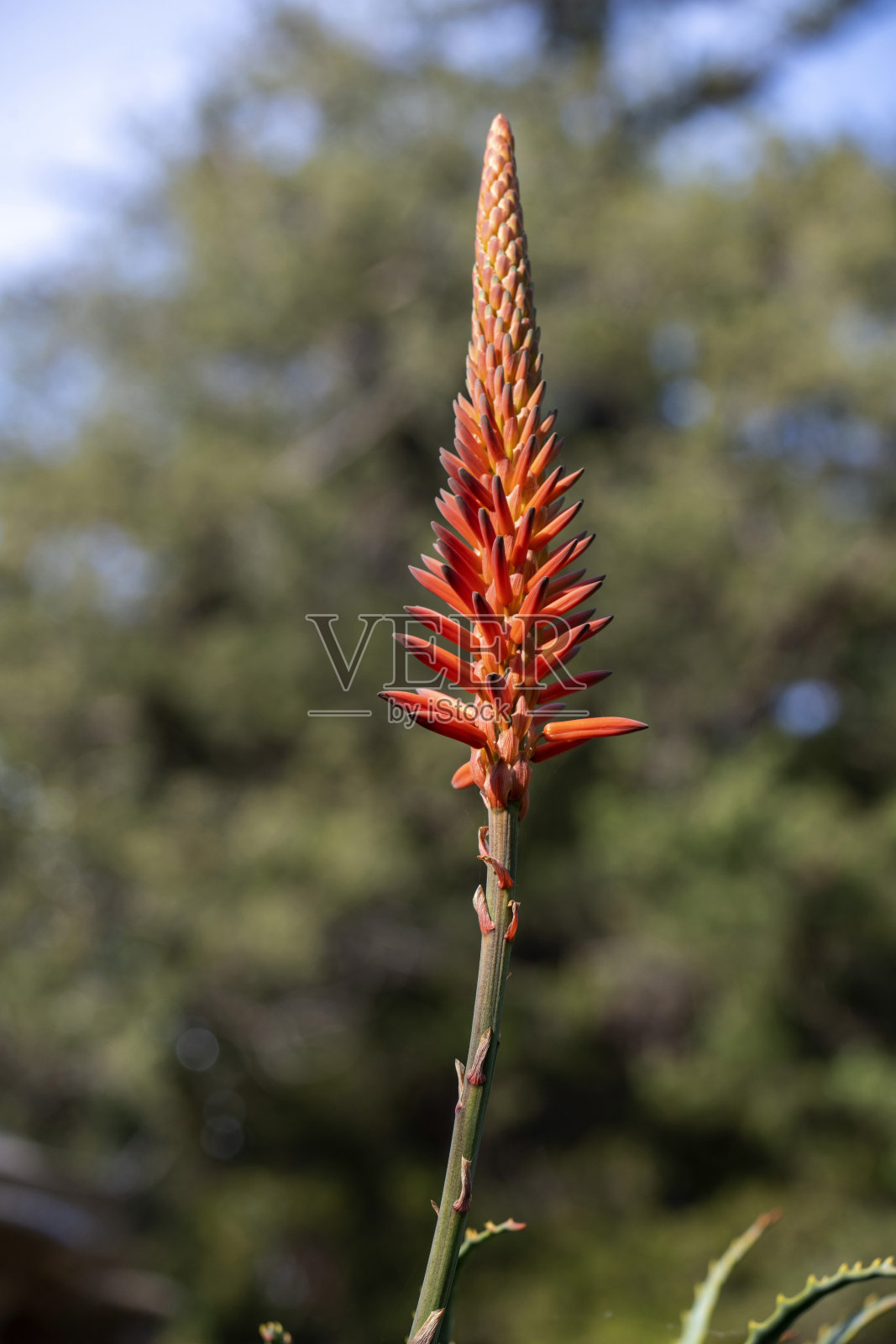 芦荟花照片摄影图片