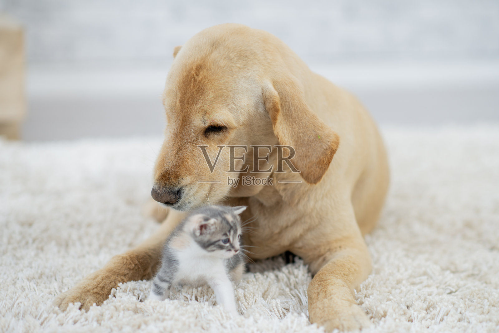 温柔的狗狗在柔软的地毯上依偎着小猫,庆祝友谊和家庭的羁绊照片摄影图片