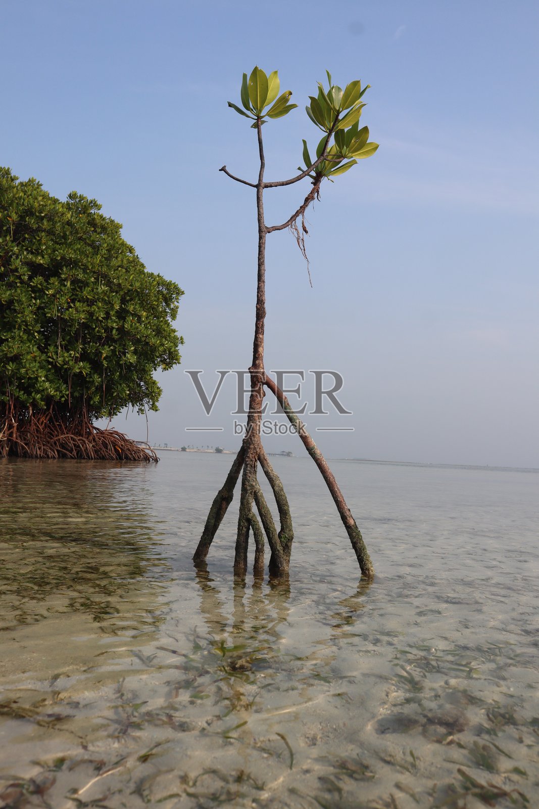 一棵成熟的红树林树木矗立在清澈的浅水中,展示着其错综复杂的红褐色支撑根。其郁郁葱葱的绿色树冠茁壮成长,在朦胧的海岸线上投下剪影,象征着坚韧的自然。照片摄影图片