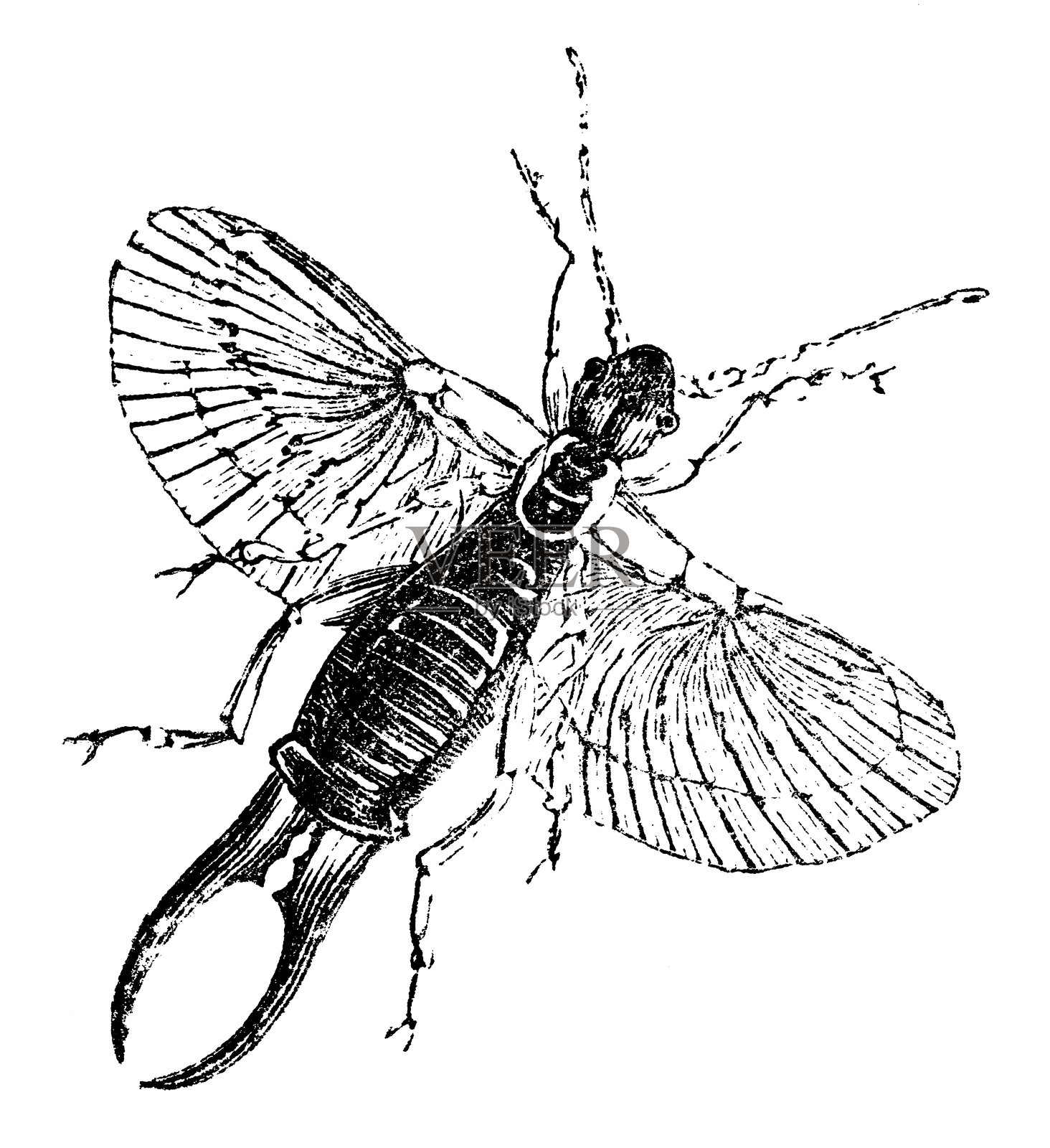 普通蠊(Forficula Auricularia)- 19世纪插画图片素材