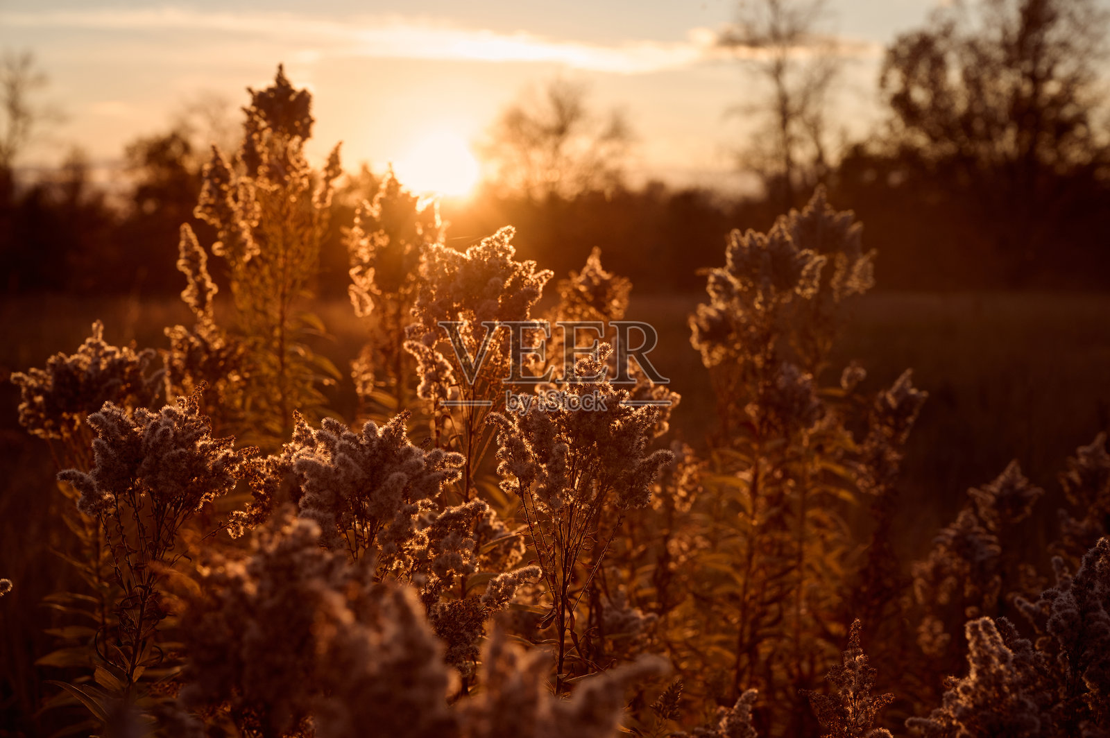 田野沐浴在柔和温暖的光线下,秋日背景。照片摄影图片