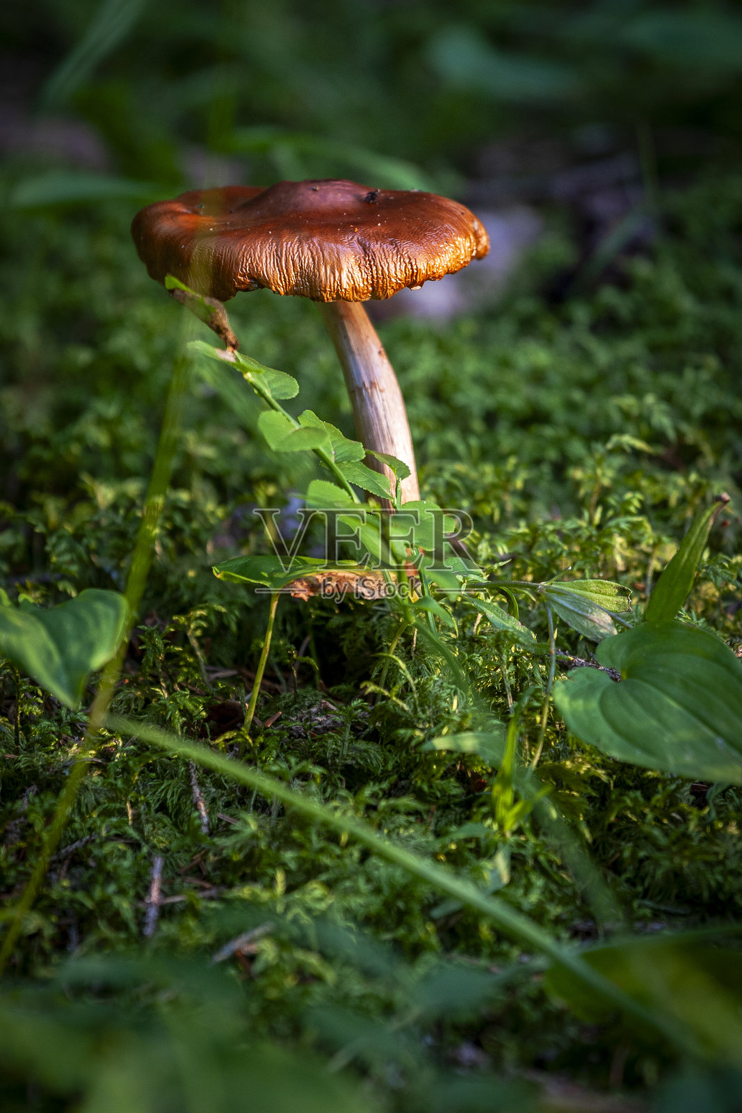 蘑菇,森林,草地,灌木丛,秋天,季节,时令,收获,树叶,潮湿,湿度,伪装,大自然,有毒,气味,可食用,绿色,颜色照片摄影图片