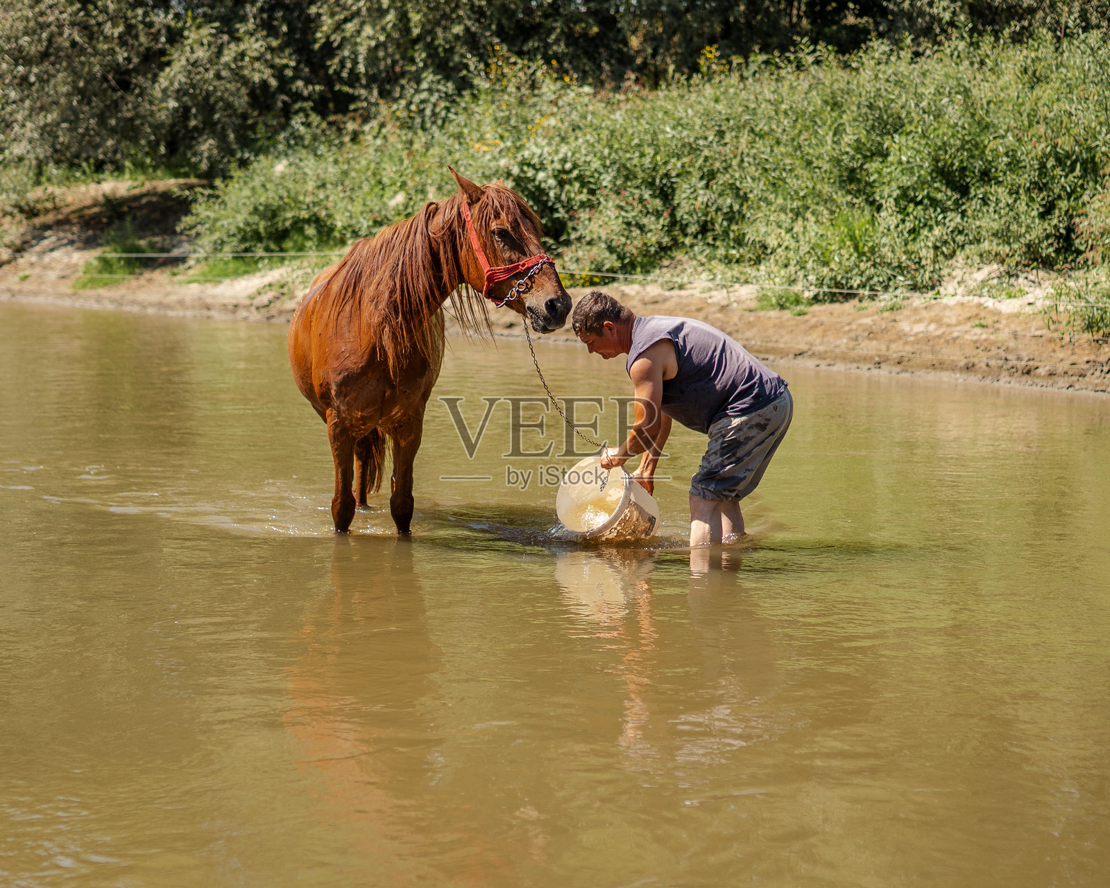 男人在河里给马洗澡,用桶清洗,东欧乡村的传统乡村生活照片摄影图片
