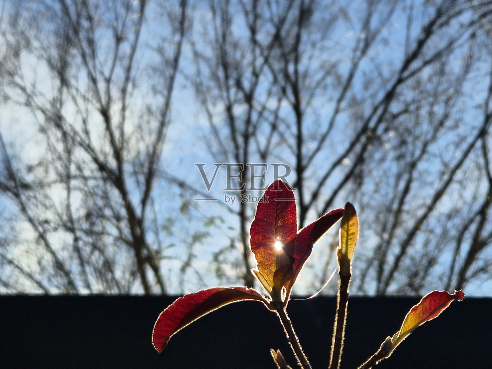 秋色灌木丛。照片摄影图片
