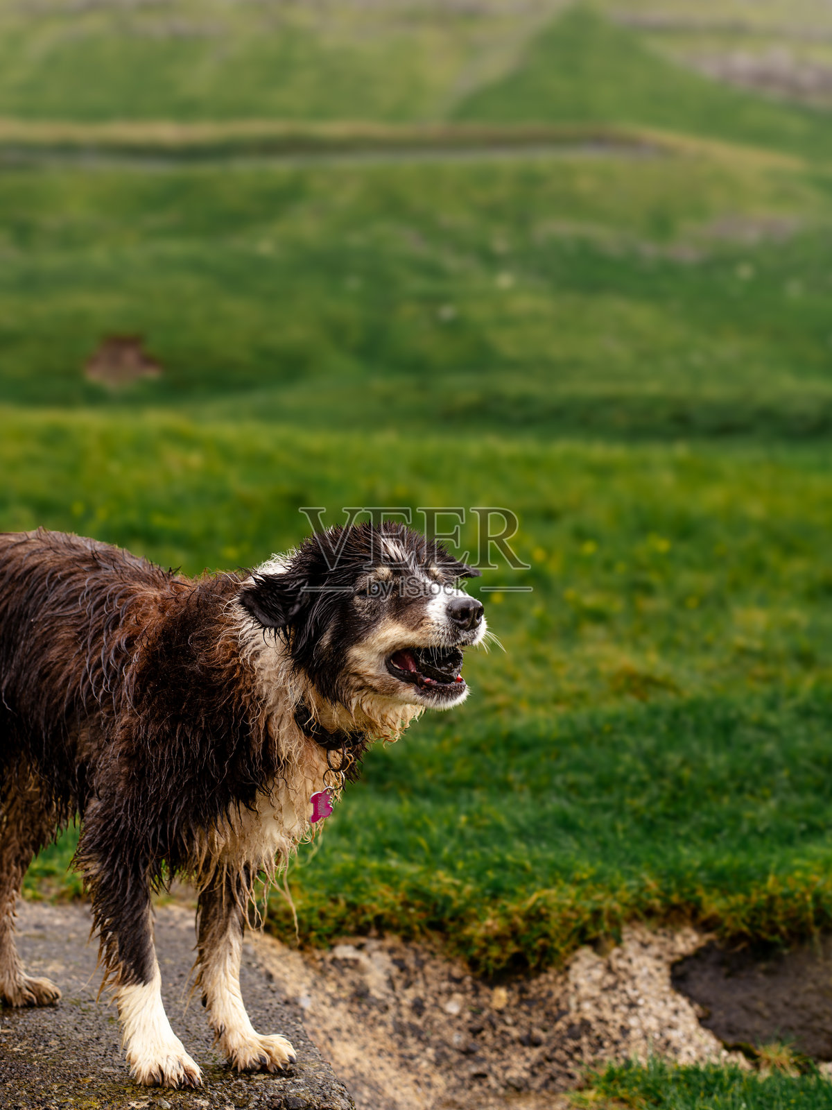 草地上的边境牧羊犬照片摄影图片