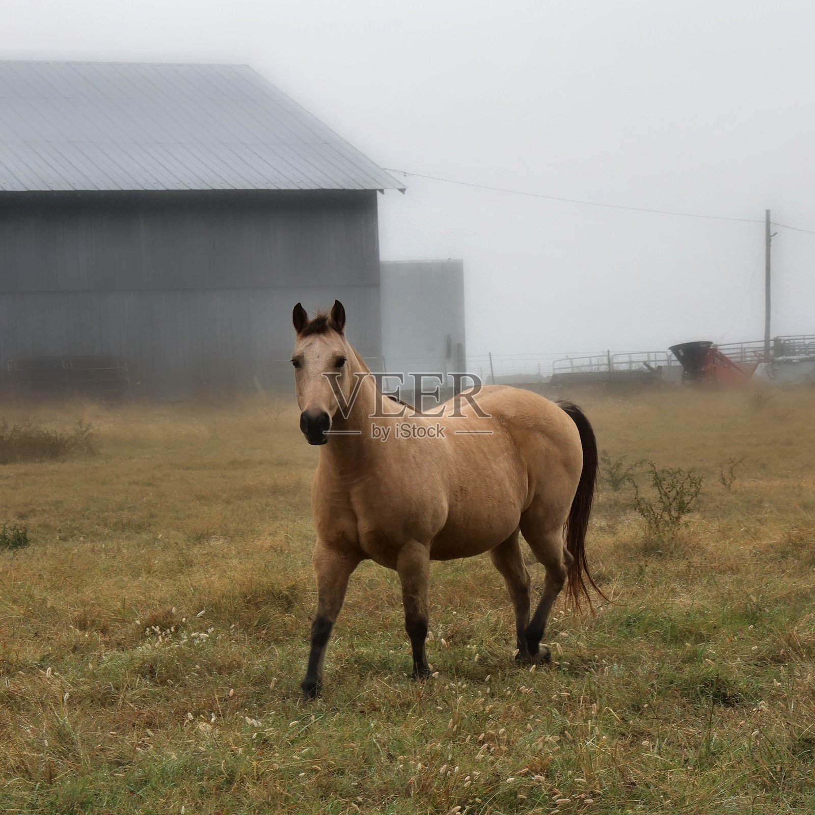 乡村的雾气弥漫的早晨照片摄影图片