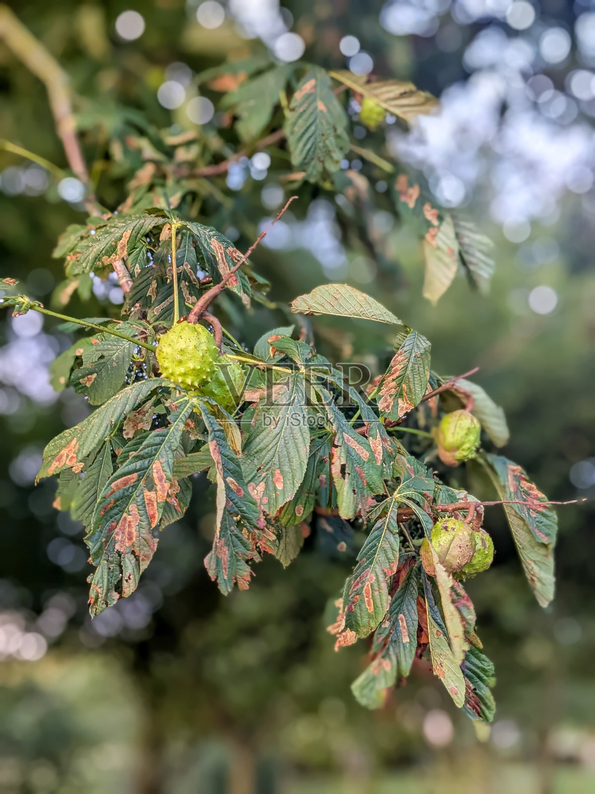 秋天的欧洲七叶树照片摄影图片
