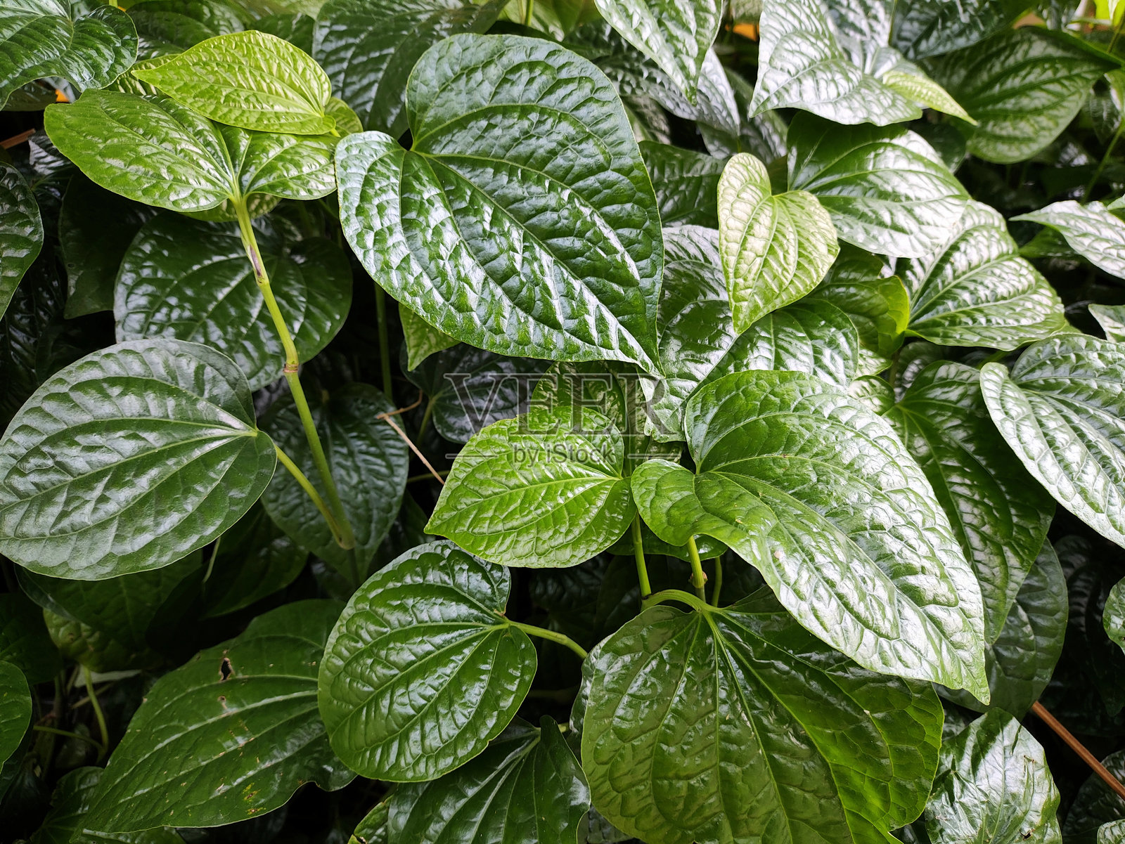 野槟榔叶 (Piper sarmentosum)照片摄影图片