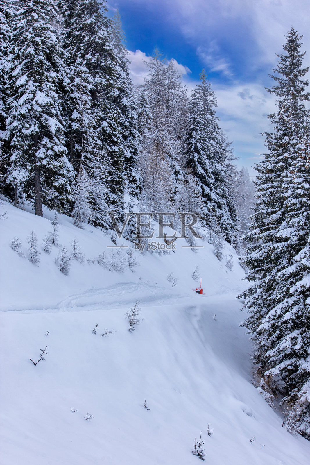 阴云密布天空下的雪松林照片摄影图片