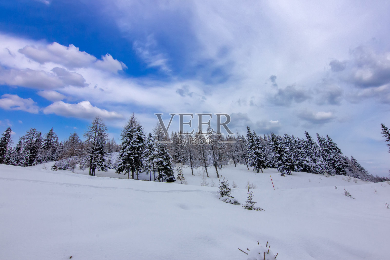 云层密布天空下的雪松林照片摄影图片