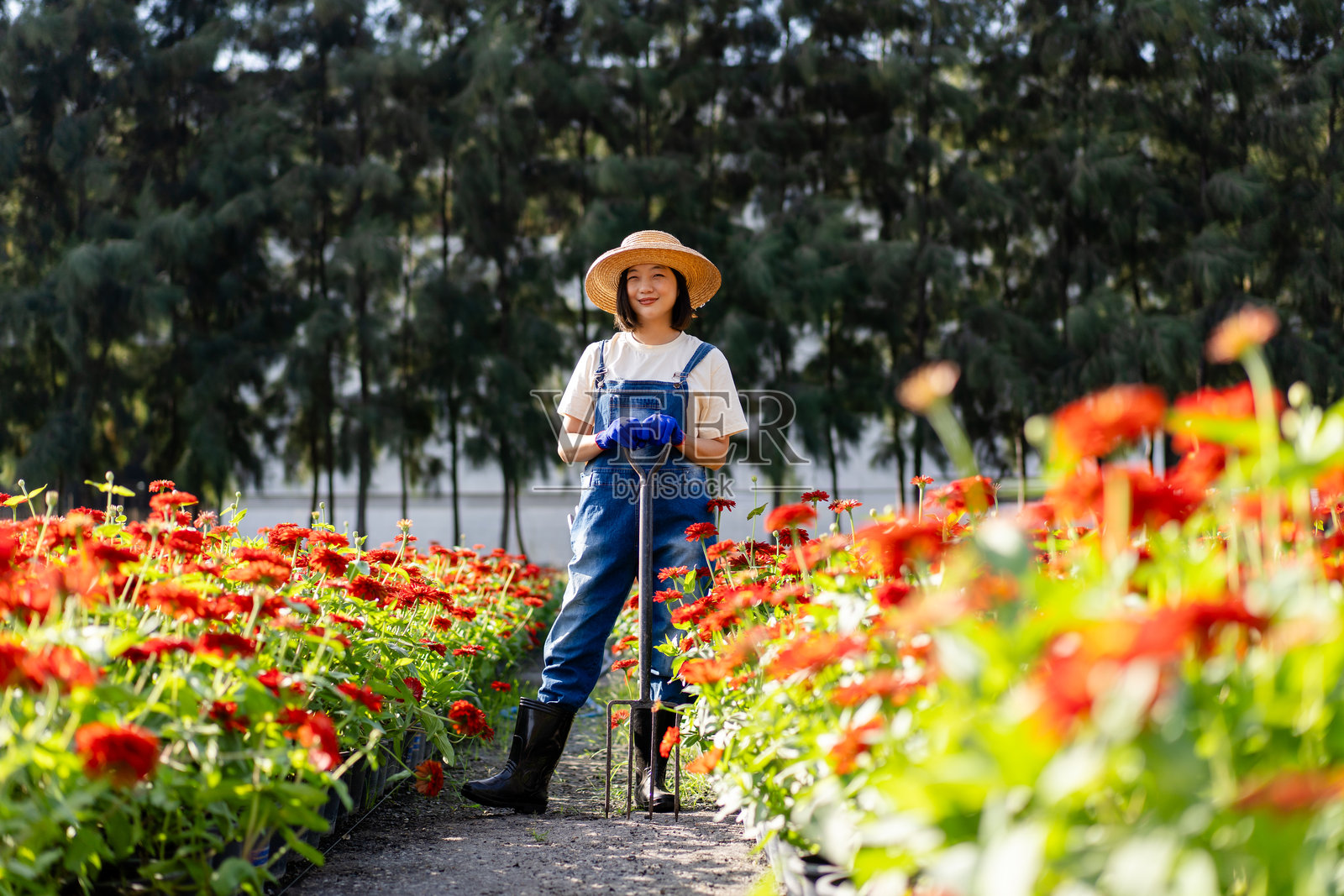 亚洲女农民在花田中采摘百日草照片摄影图片