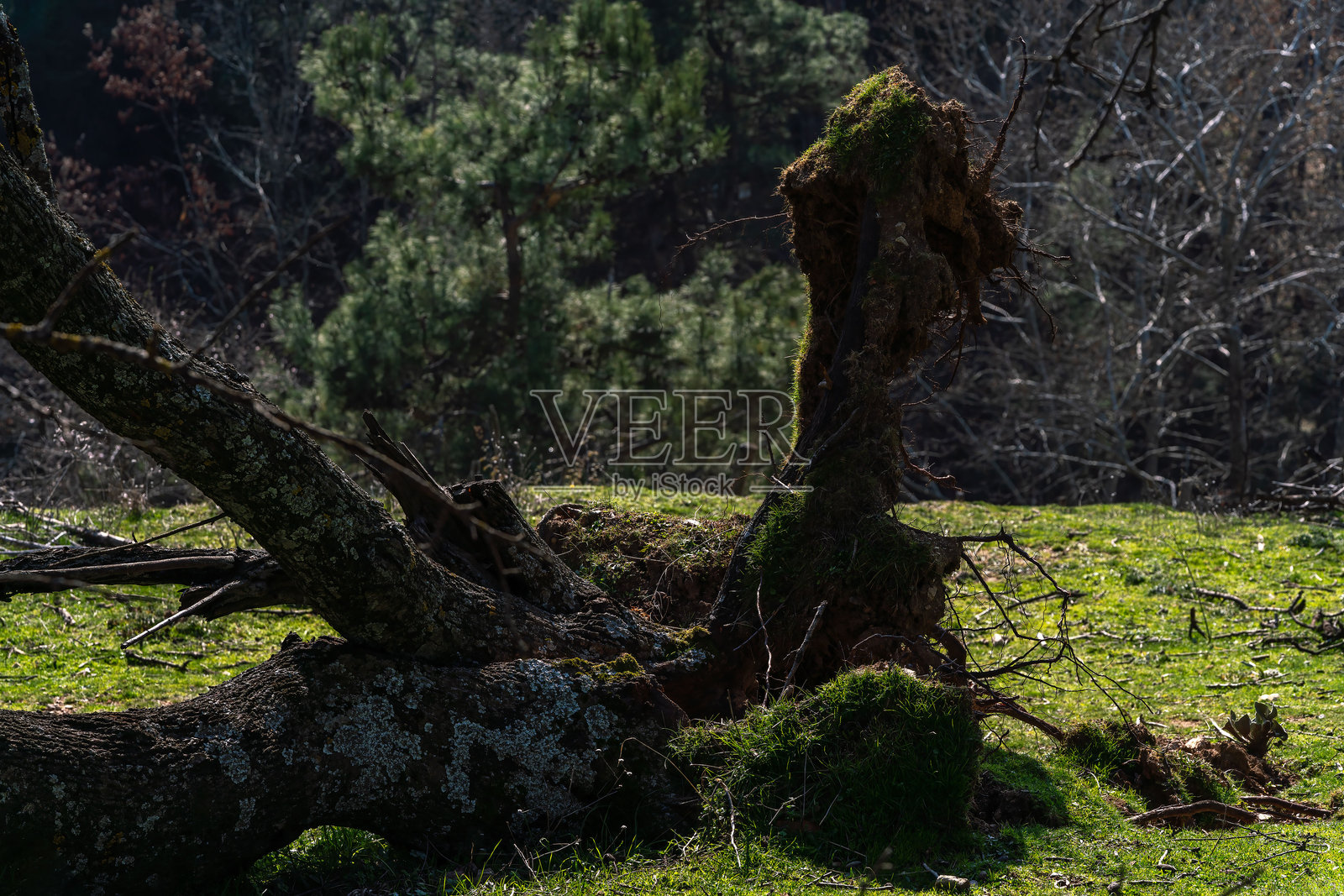 艾达山长满苔藓的倒下树木照片摄影图片