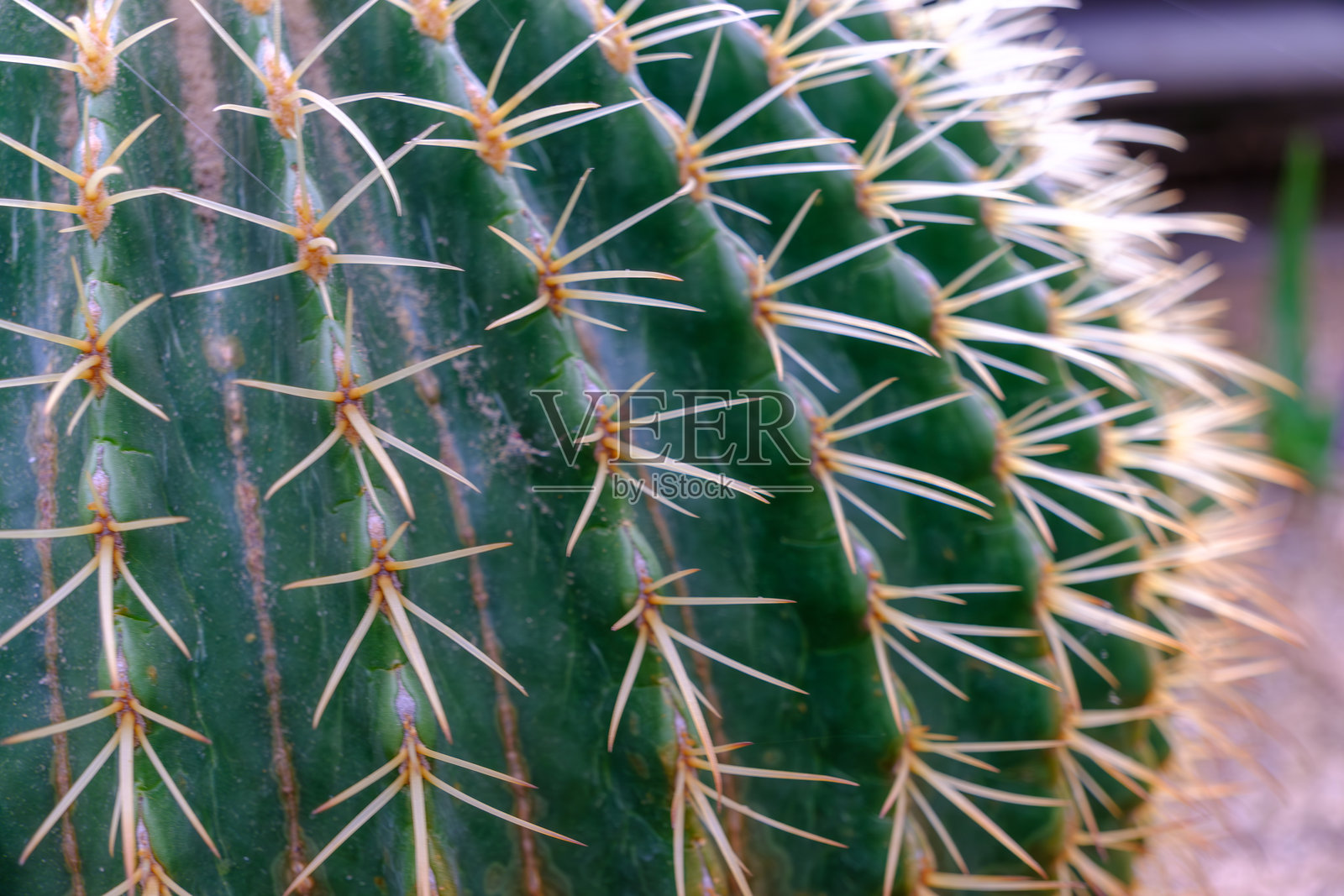 金桶仙人掌的近距离特写照片摄影图片