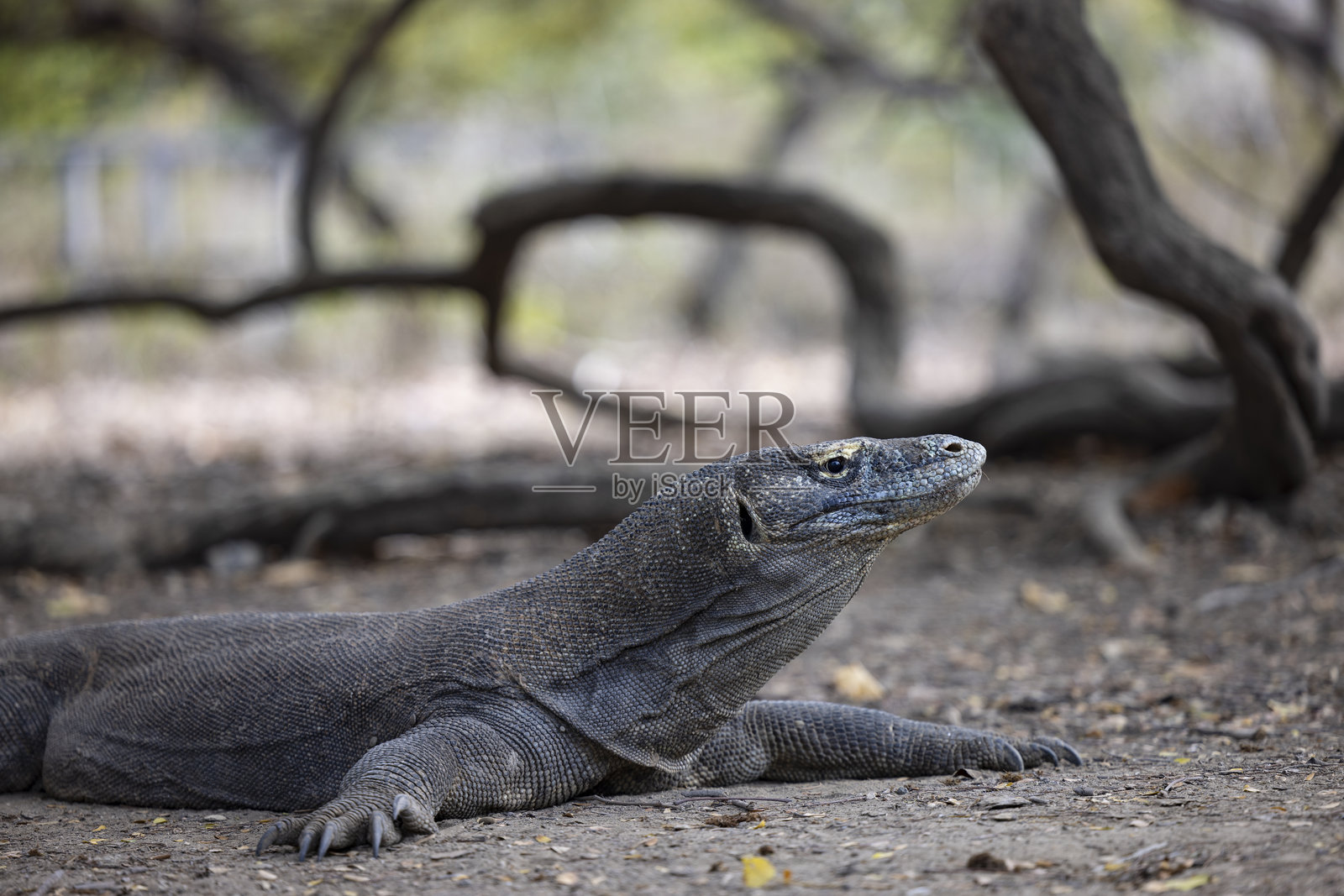 科莫多巨蜥,科莫多岛,印度尼西亚照片摄影图片