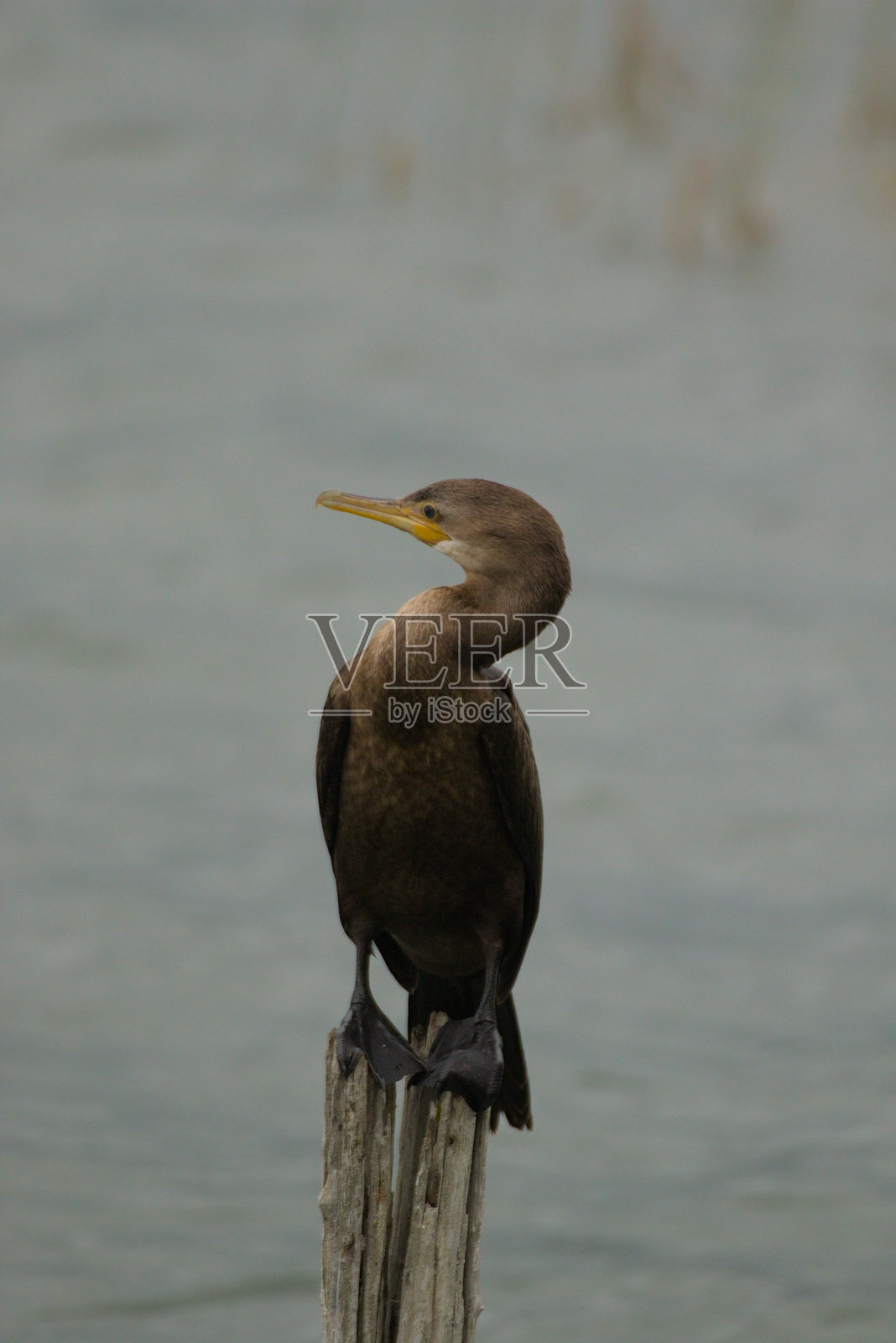 孤独的鸟儿在平静的蓝湖边休息照片摄影图片