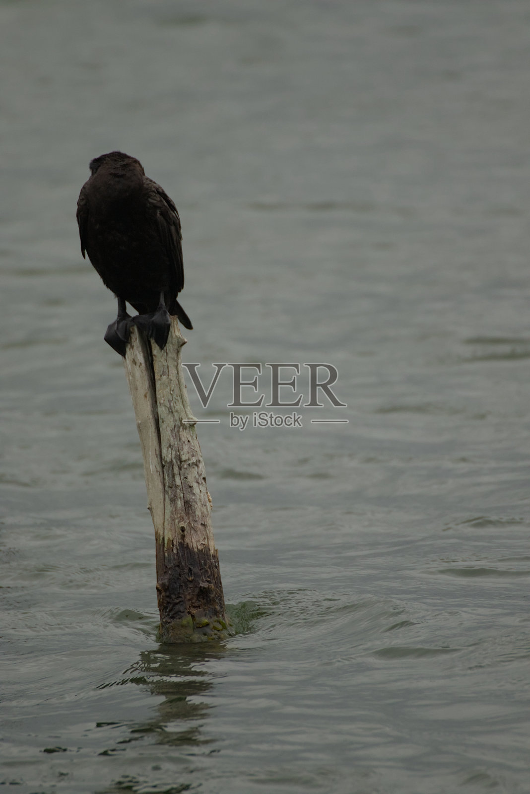 一只孤独的鸟站在宁静的湖边照片摄影图片