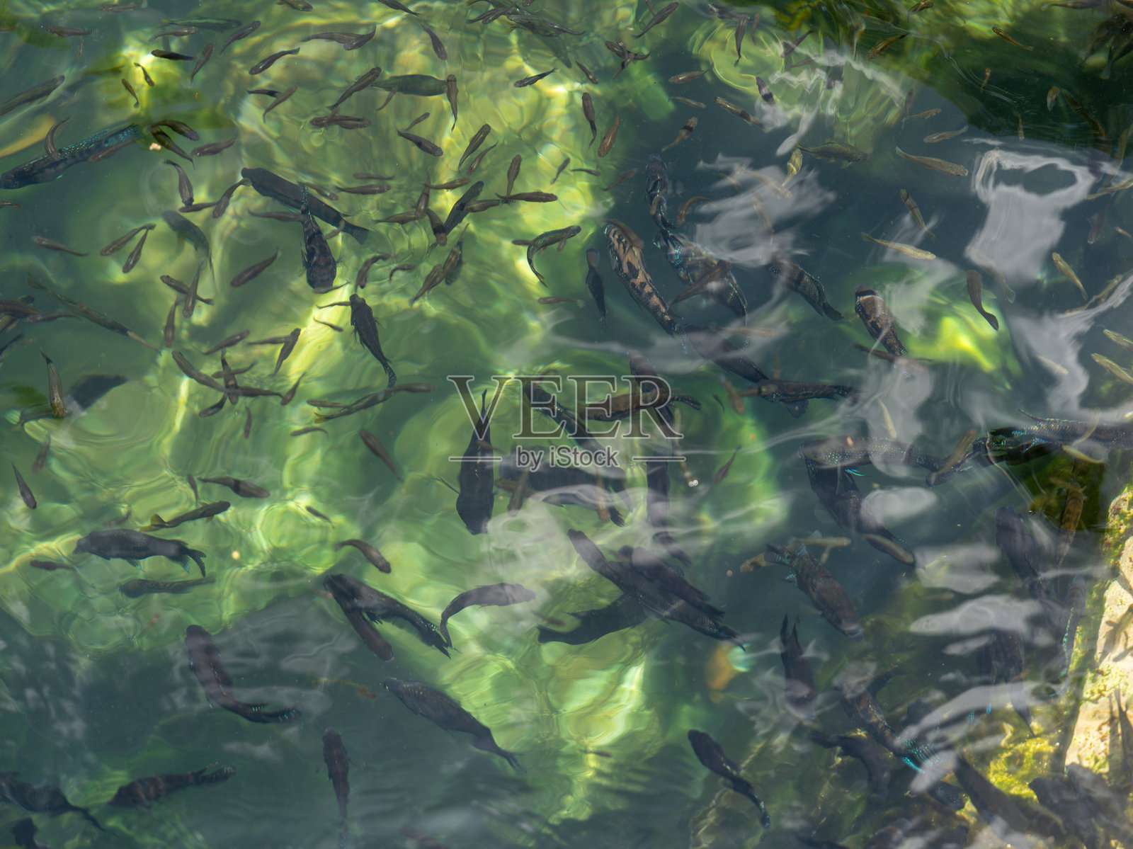 墨西哥索利达里达清澈水域中的鱼照片摄影图片