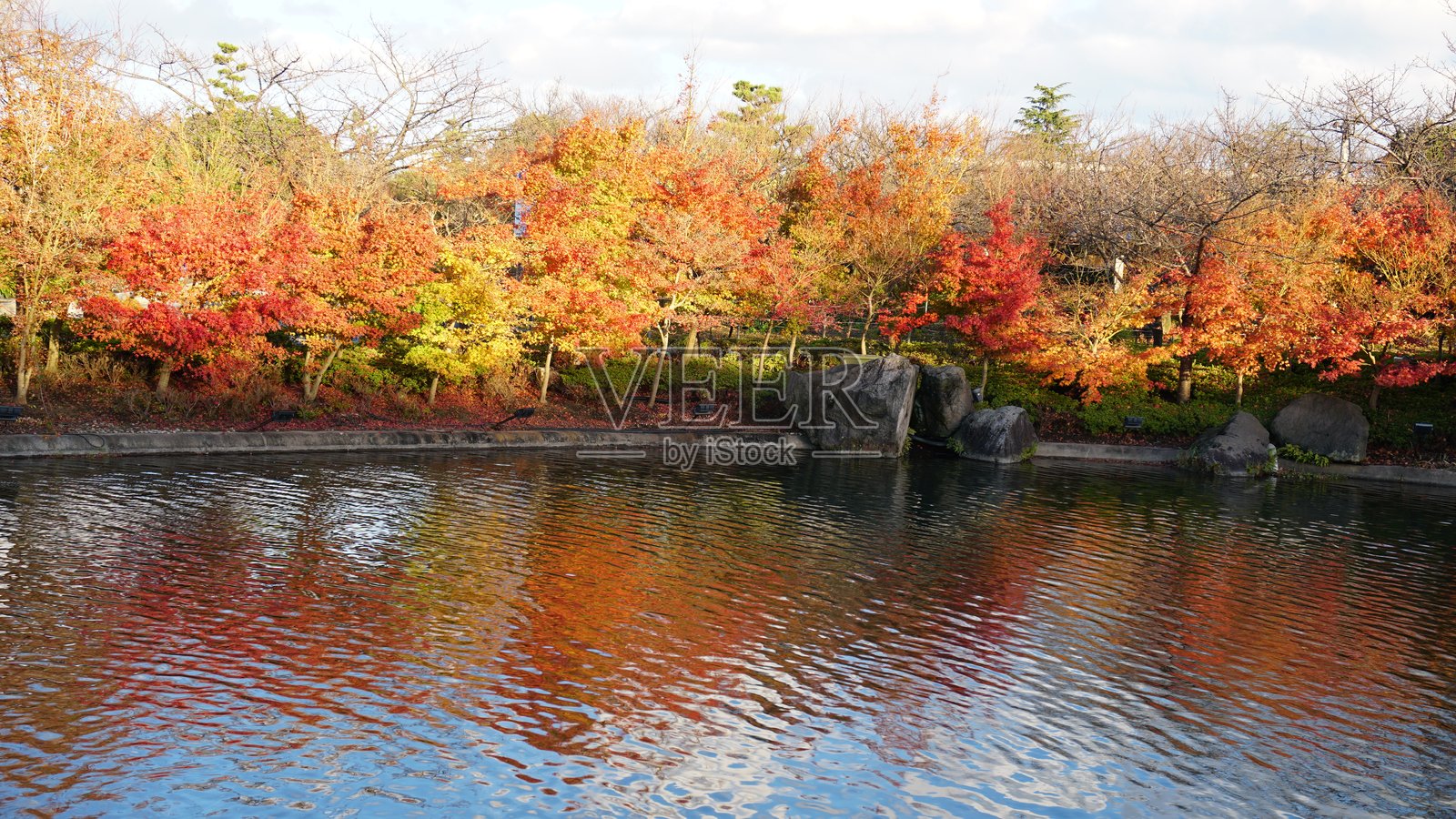 日本秋季鲜艳的枫叶,爱知,日本照片摄影图片