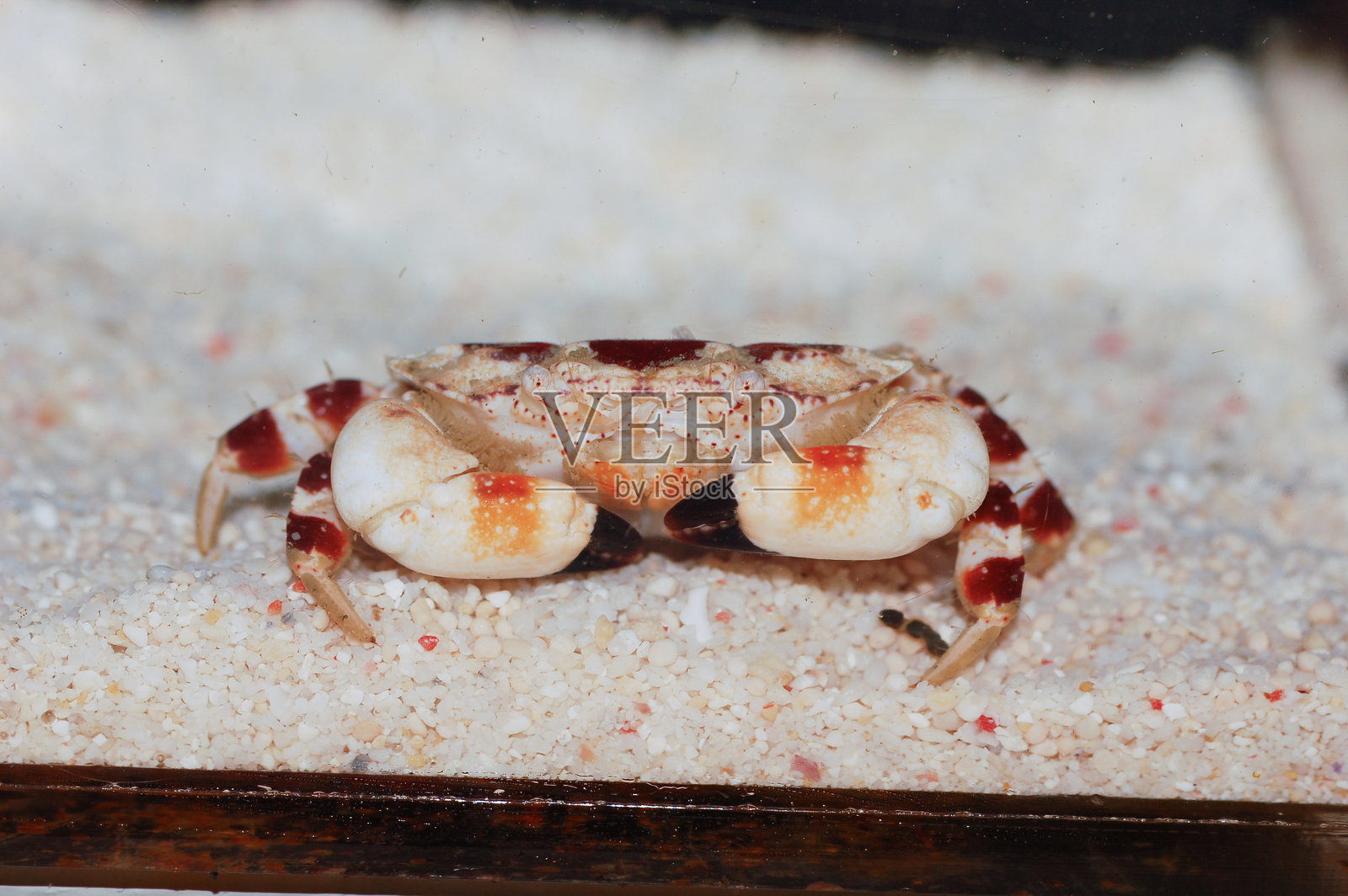 红斑岩蟹,未知蟹种照片摄影图片