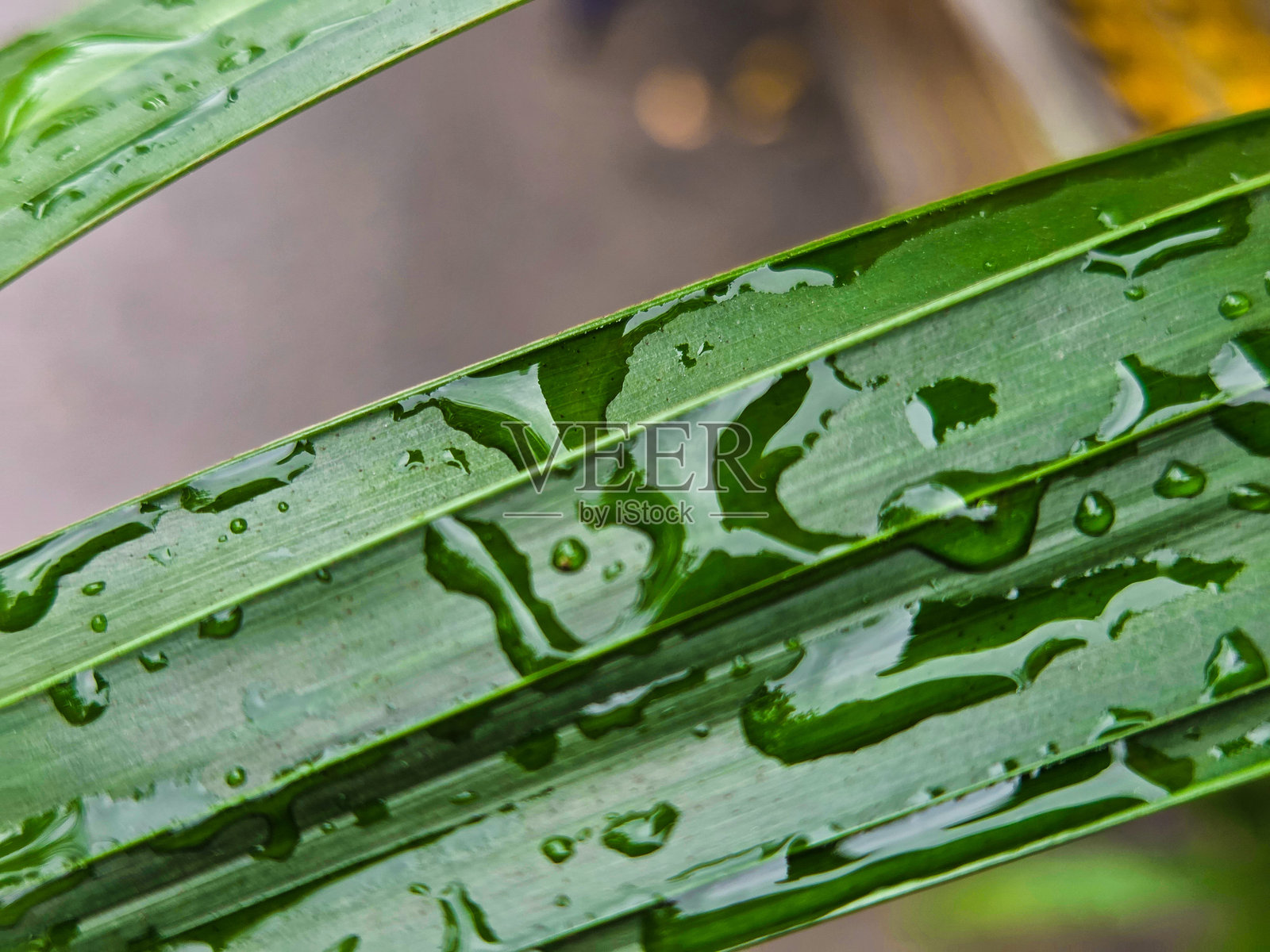 植物学照片摄影图片
