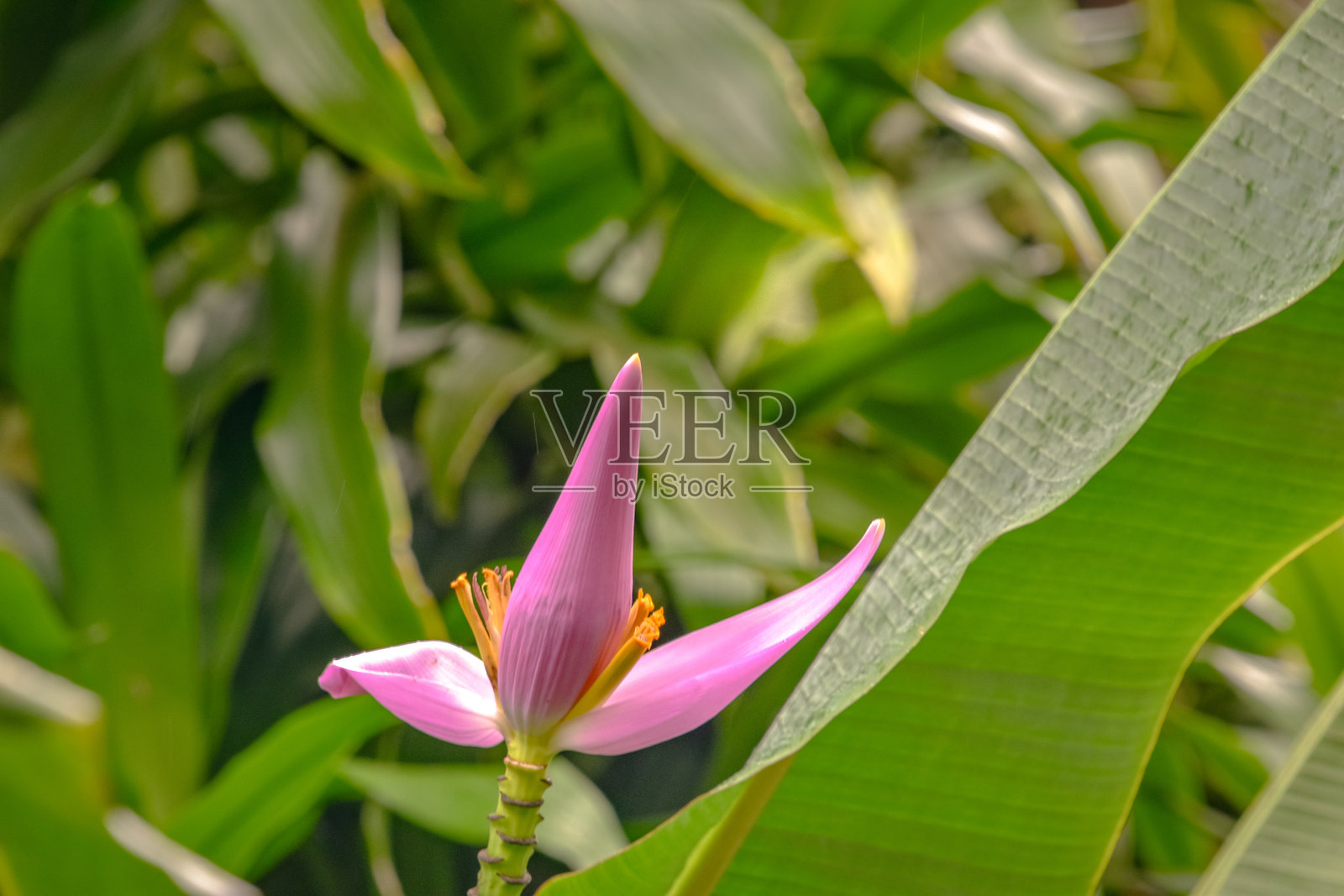 香蕉花照片摄影图片