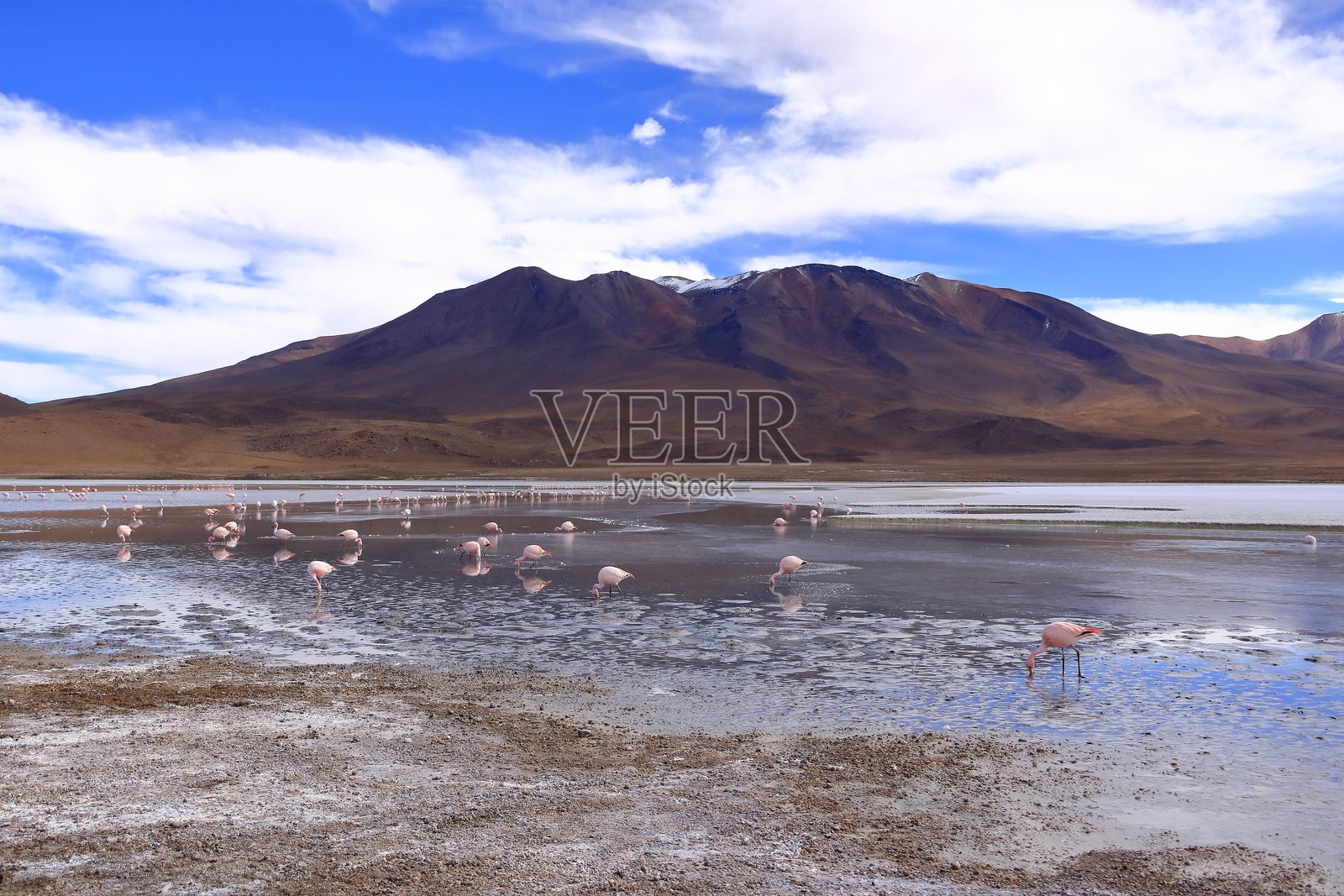 拉古纳·埃迪翁达,玻利维亚。安第斯野生动物。玻利维亚火烈鸟湖照片摄影图片