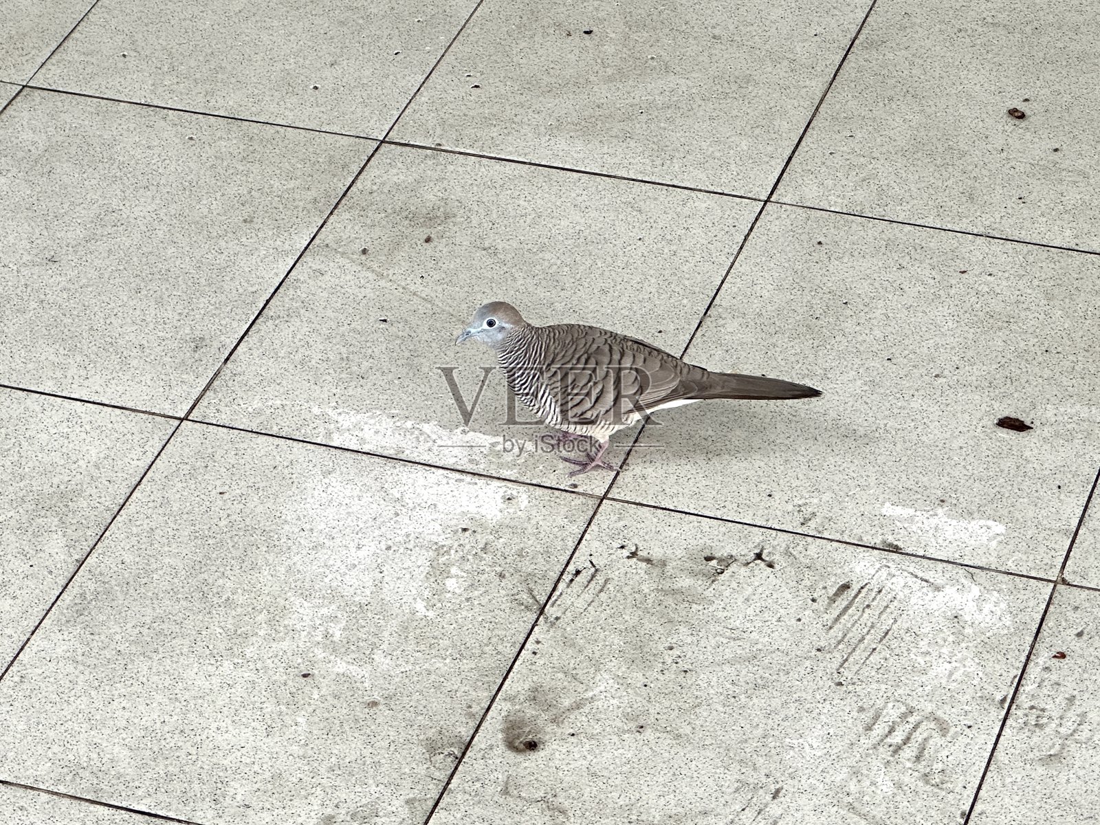 一只斑鸠在明亮室内干净的地砖上行走,背景是自然光和柔和的阴影照片摄影图片