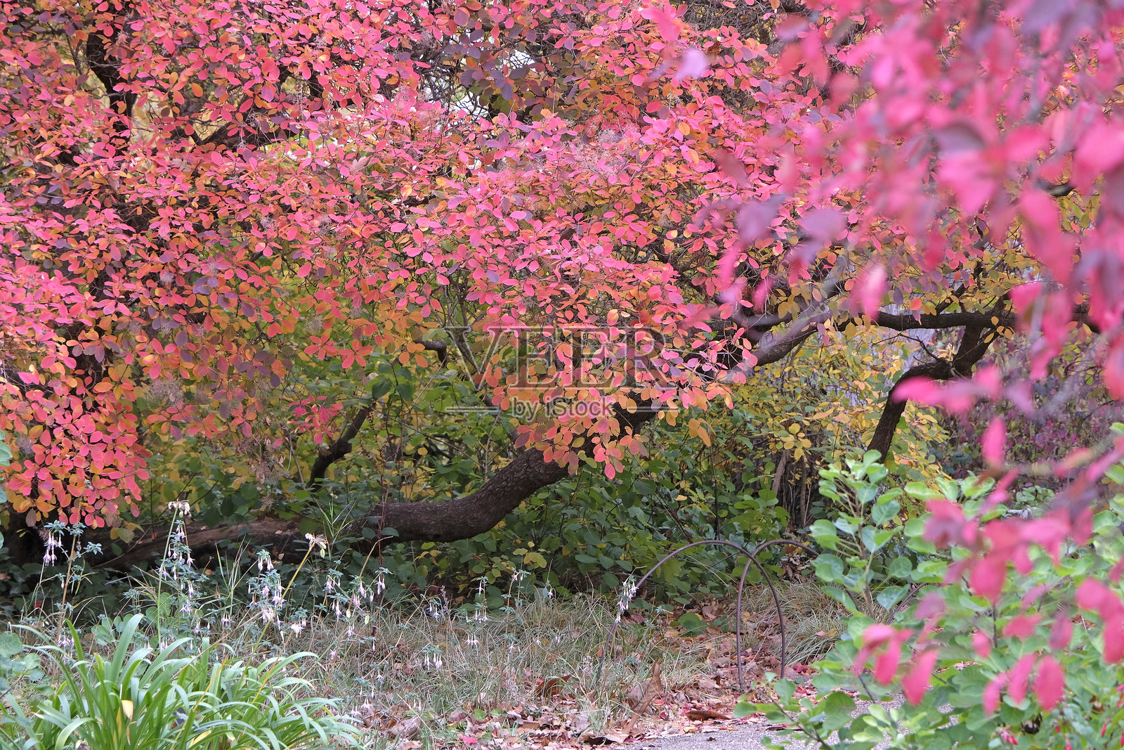 秋天,欧洲假 the European smoketree, Rhus cotinus, 烟雾树,或烟雾灌木的粉色和橙色叶子。照片摄影图片