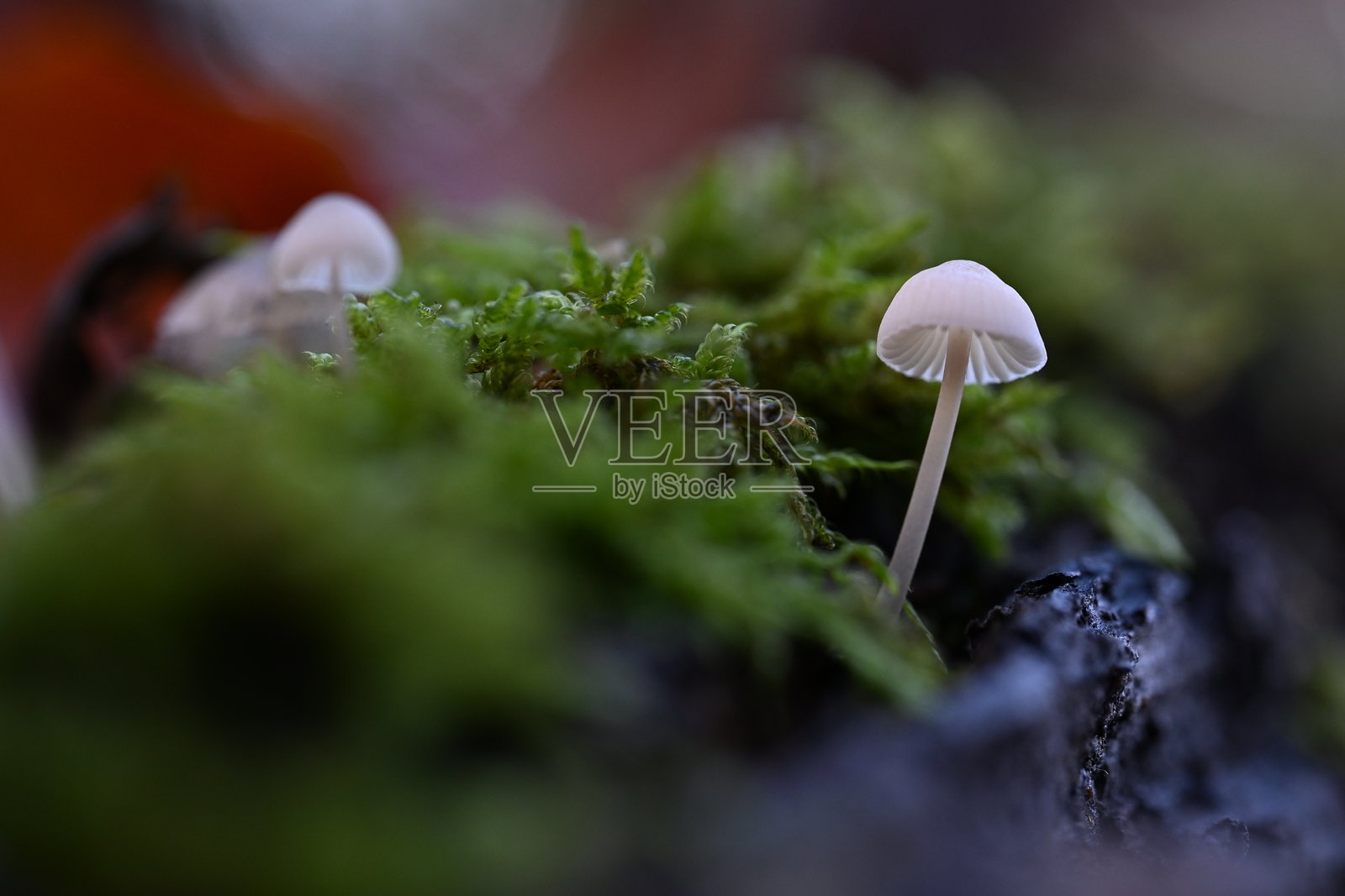 精致照片摄影图片