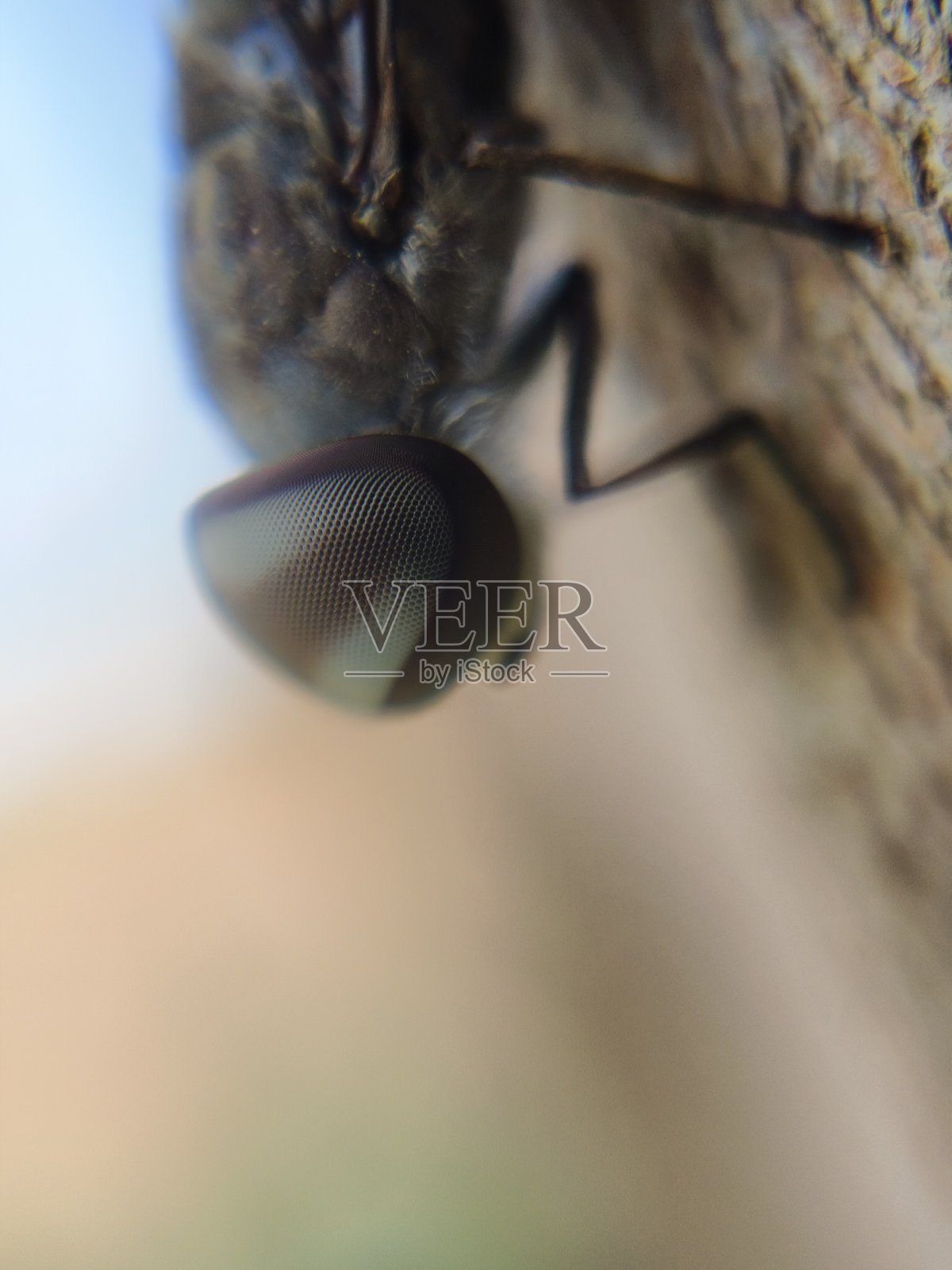 马蝇照片摄影图片