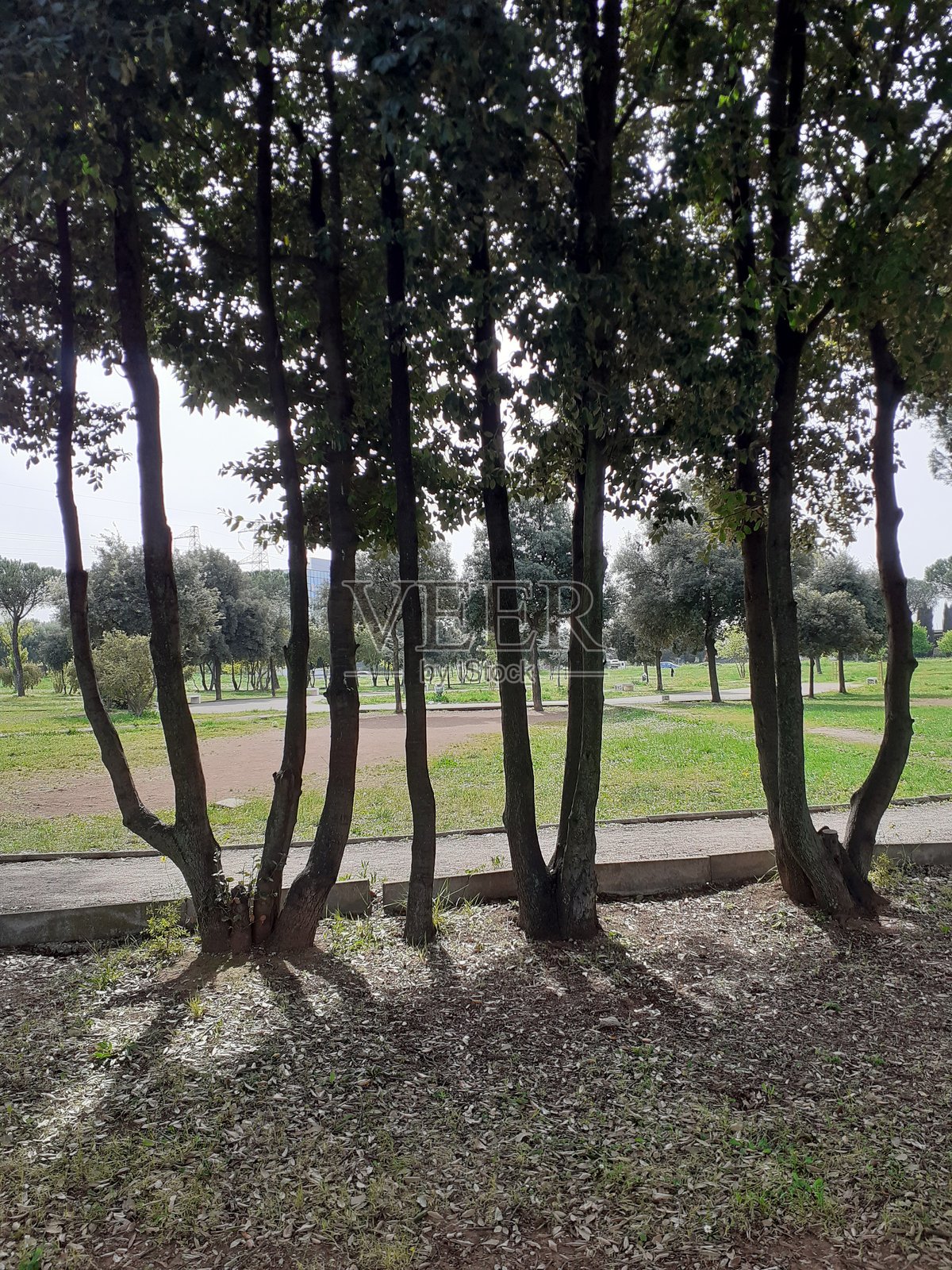 宁静公园里的林荫道照片摄影图片