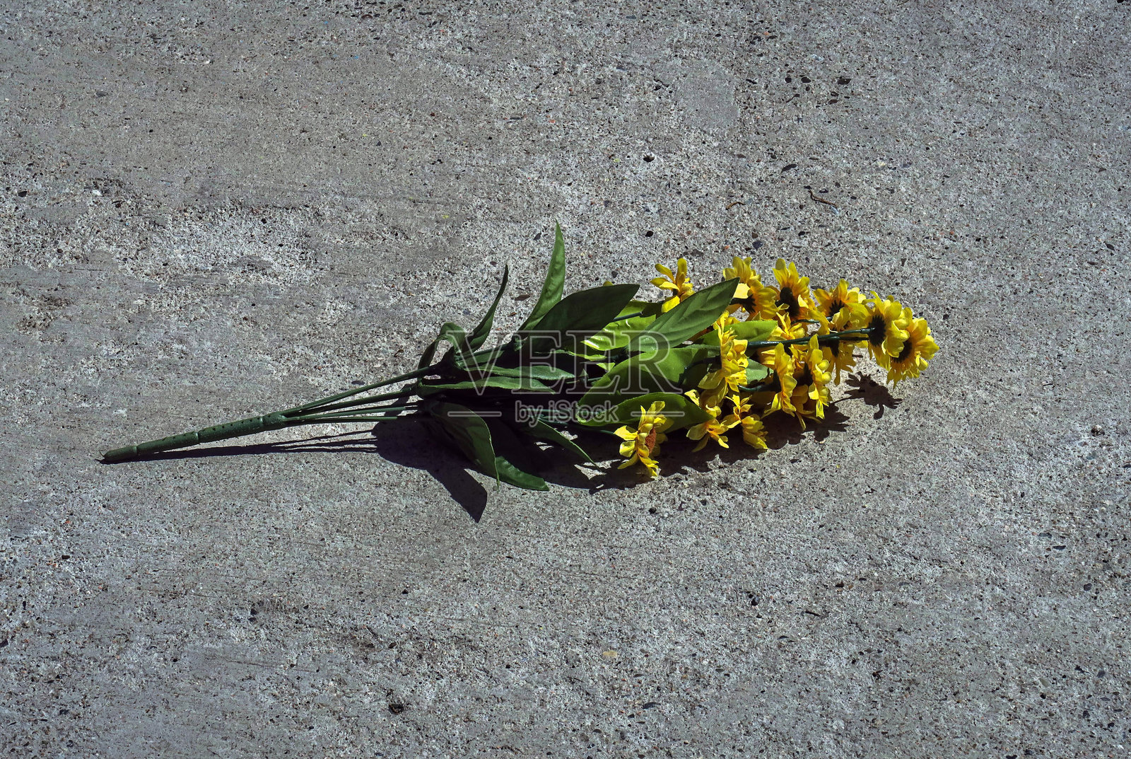 扎根的花朵照片摄影图片