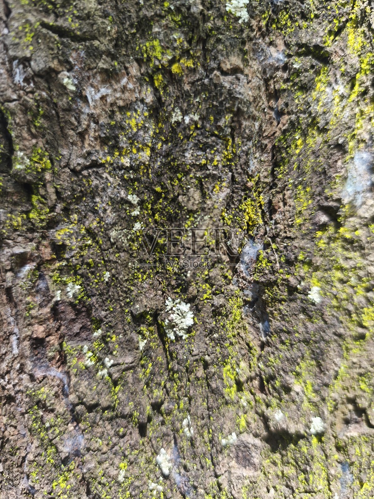 真菌照片摄影图片