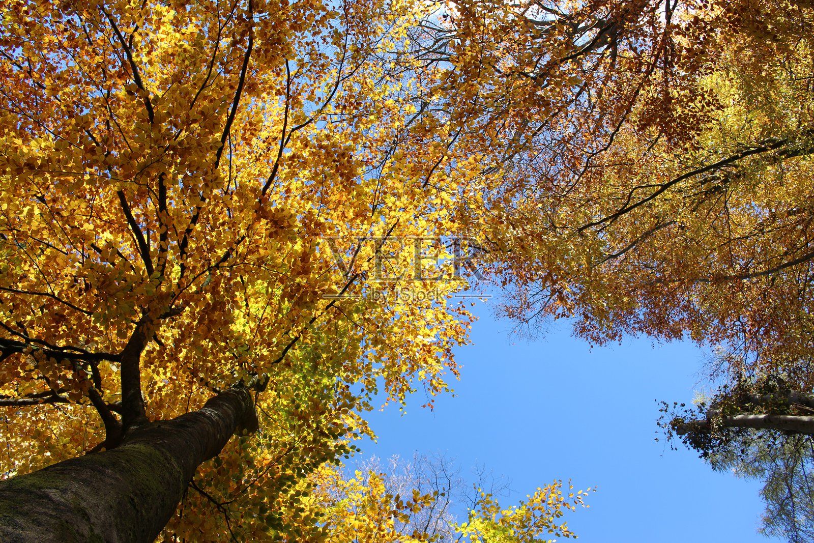 英格兰林地中展示着绚丽秋色的树木照片照片摄影图片