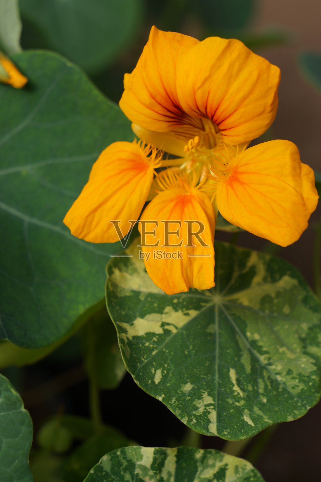 绿叶衬托下的鲜艳黄花照片摄影图片