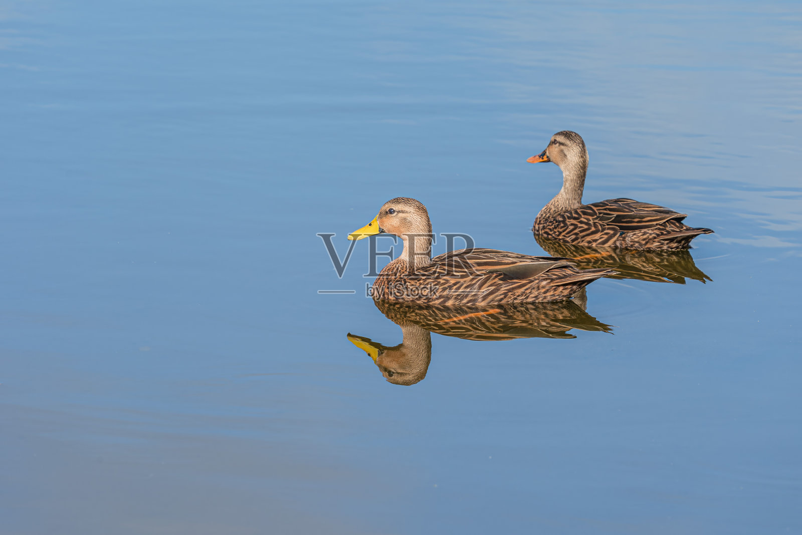 斑鸭(Anas fulvigula)在美国佛罗里达州一起游泳照片摄影图片