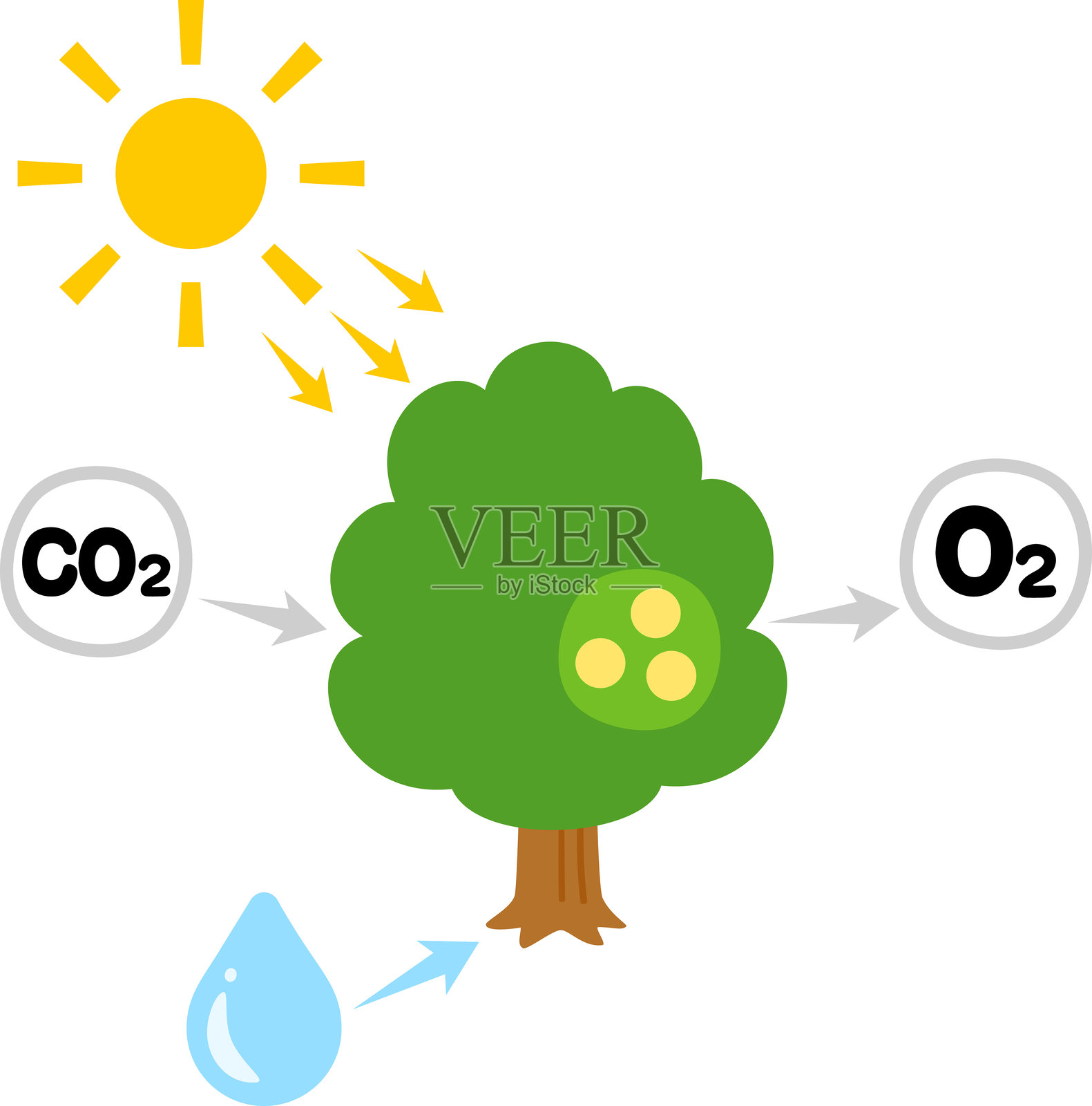 光合作用图解插画图片素材